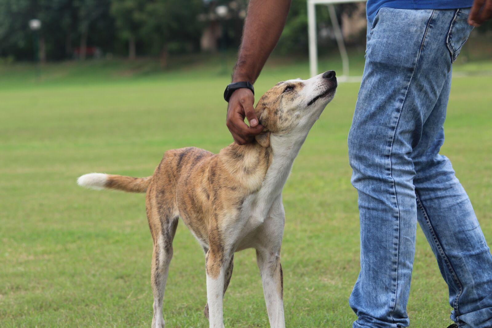 Canon EOS 1200D (EOS Rebel T5 / EOS Kiss X70 / EOS Hi) sample photo. Dog, cute, sweet photography