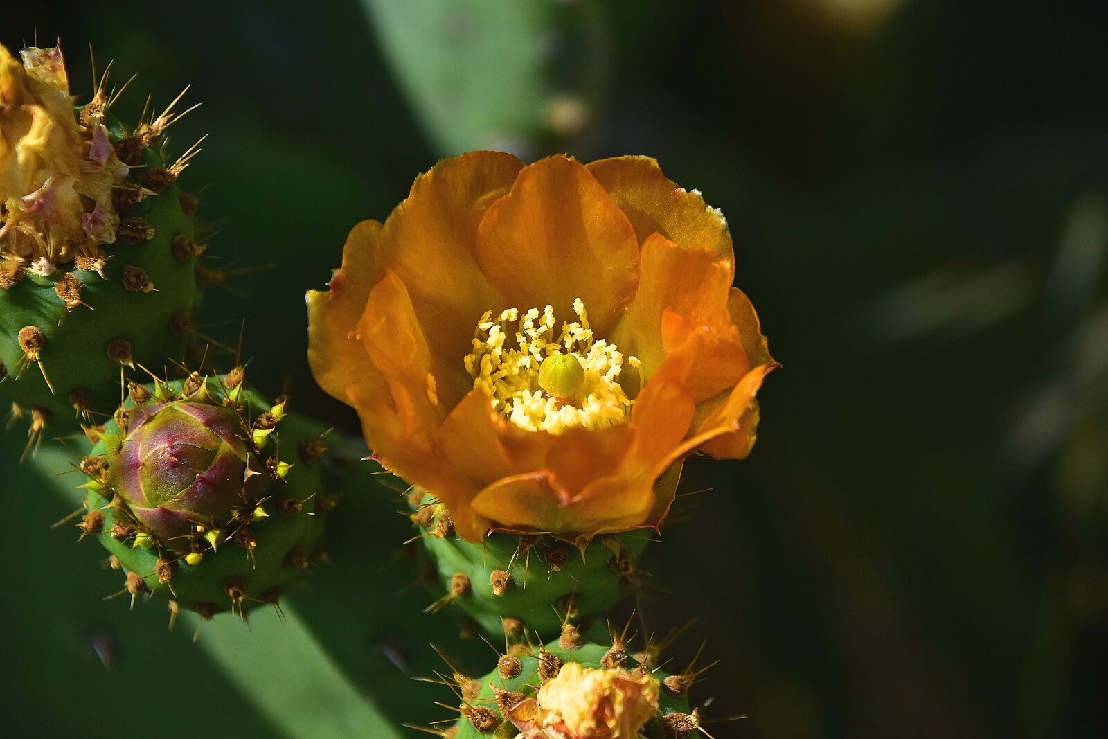 Nikon D7200 sample photo. Flower, garden, flowers photography