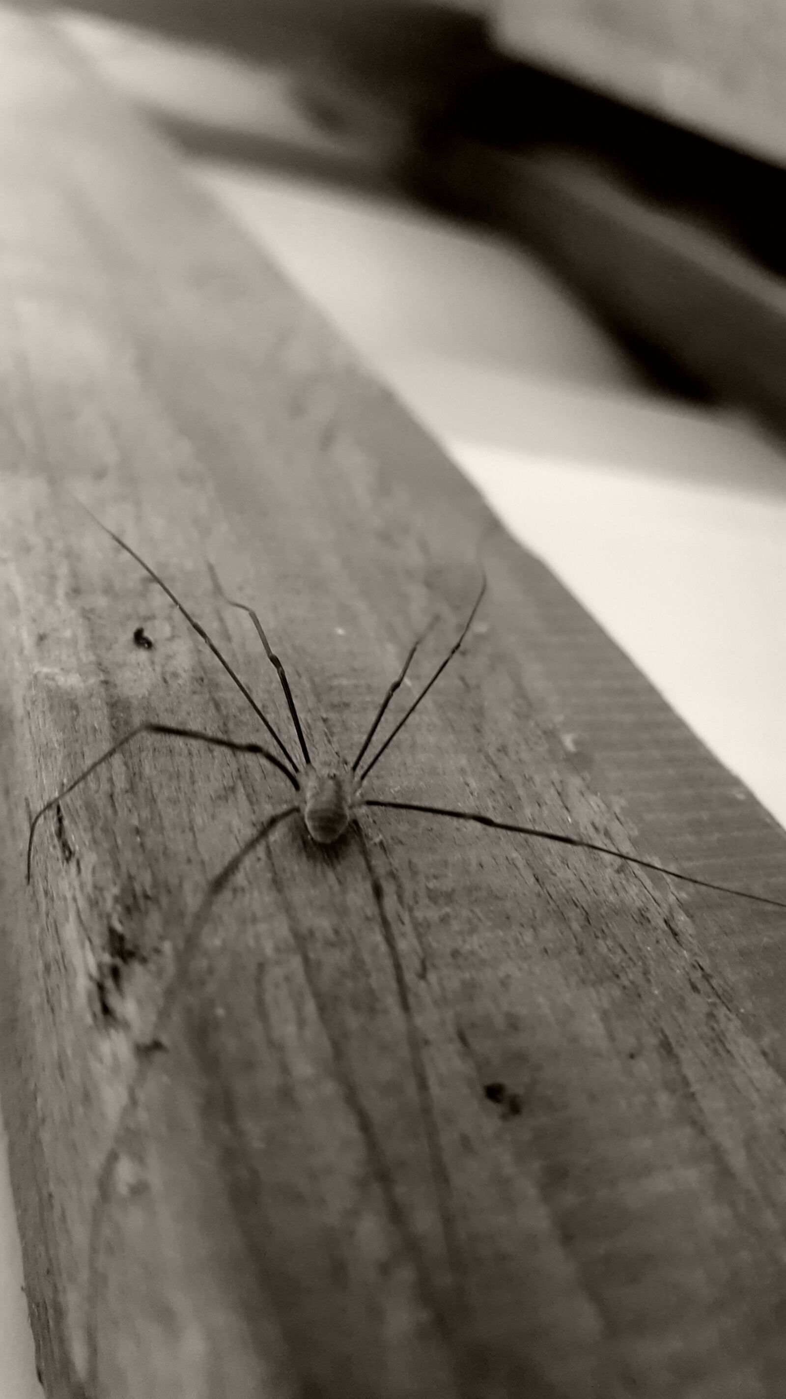 Samsung Galaxy S6 sample photo. Spider photography