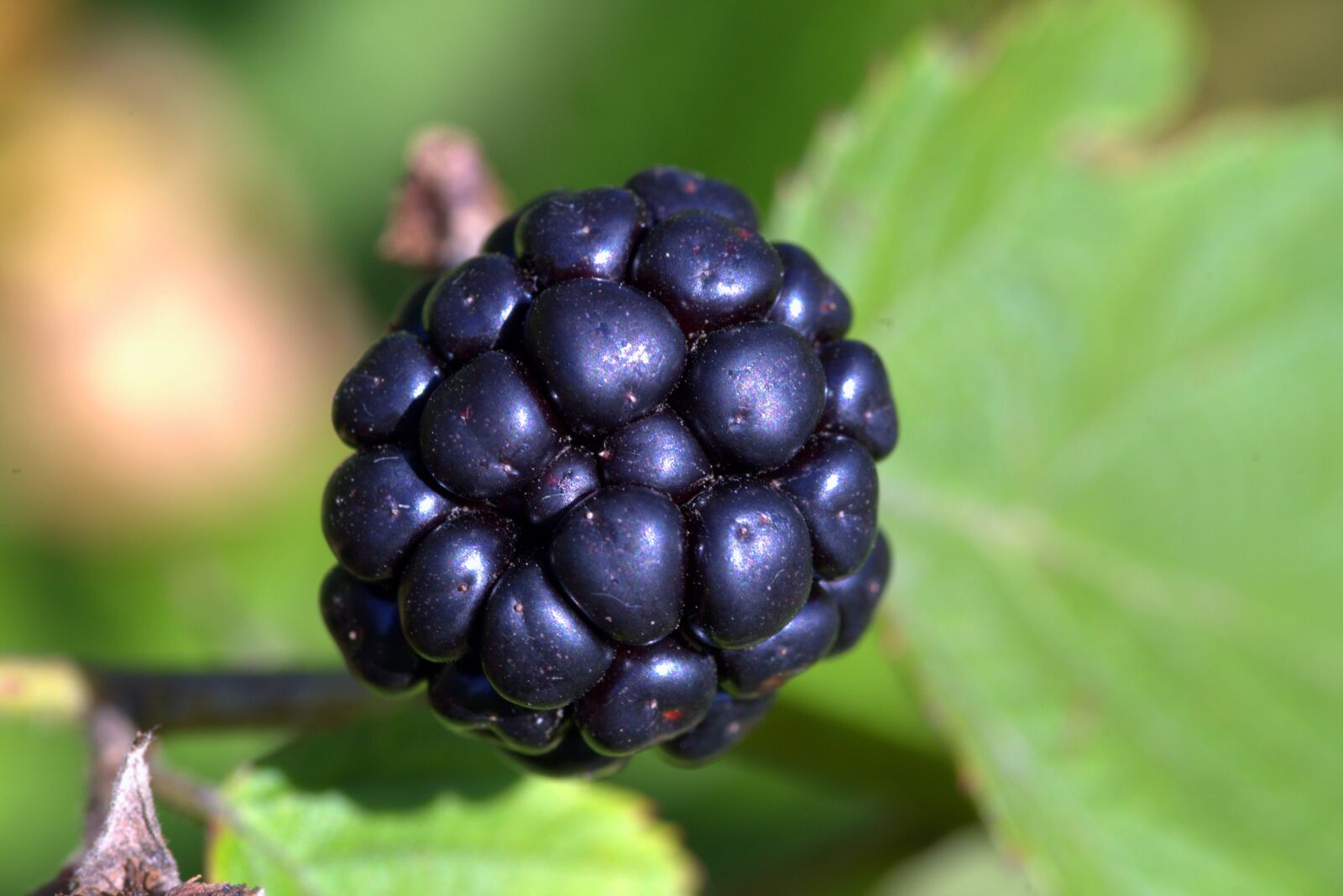 Pentax K-S2 sample photo. Black raspberry, blackberry, blackberries photography