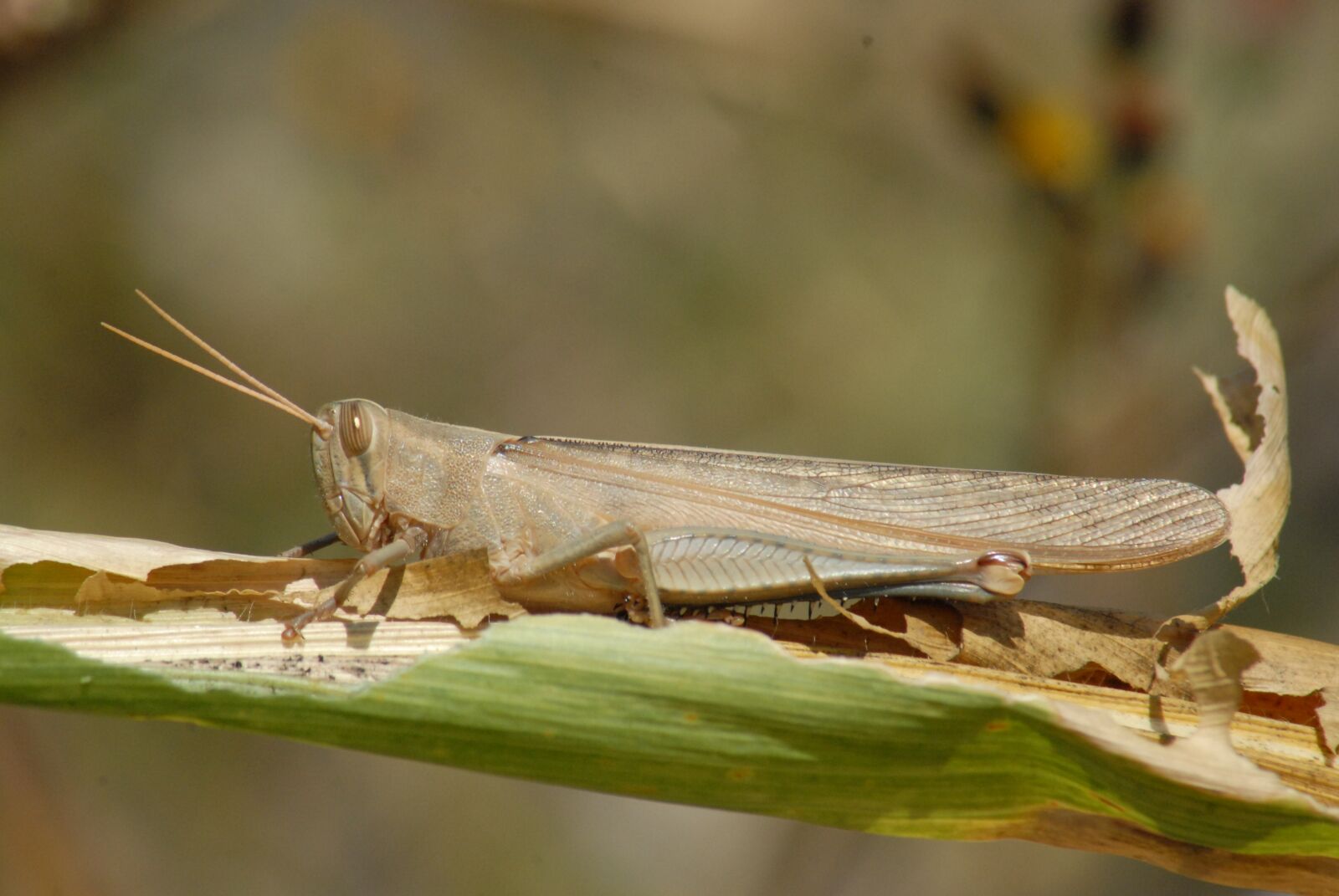 Nikon D200 sample photo. Grasshopper, chapulines, nature photography