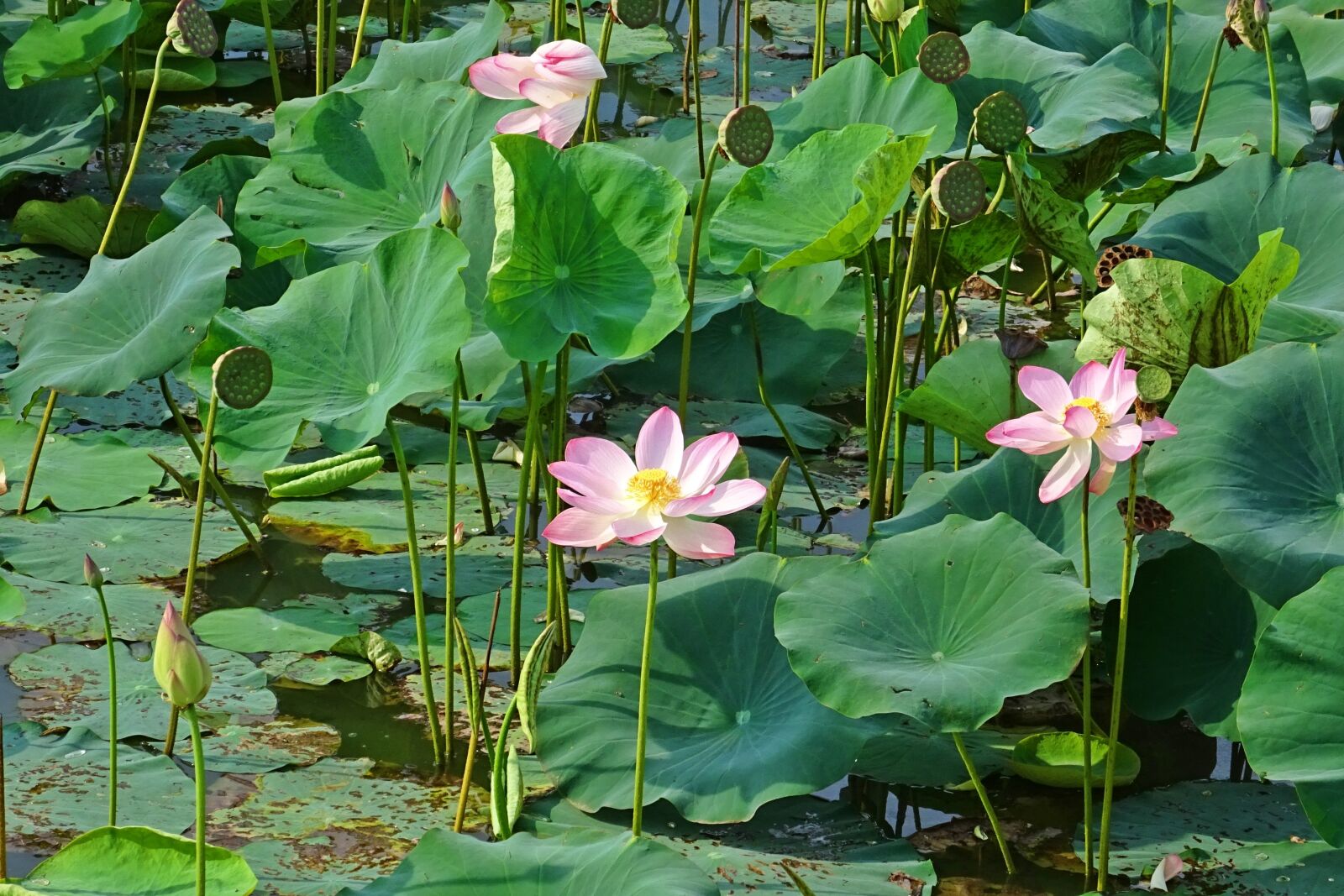 Sony DSC-HX60V sample photo. Lotus, pink, flower photography