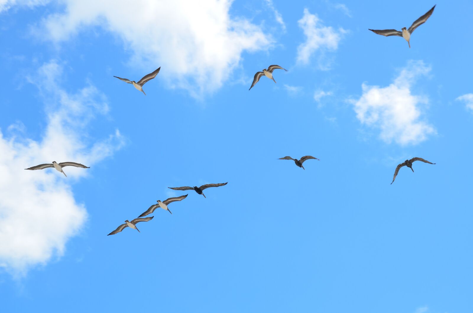Nikon D7000 sample photo. Seagulls, flying, gull photography