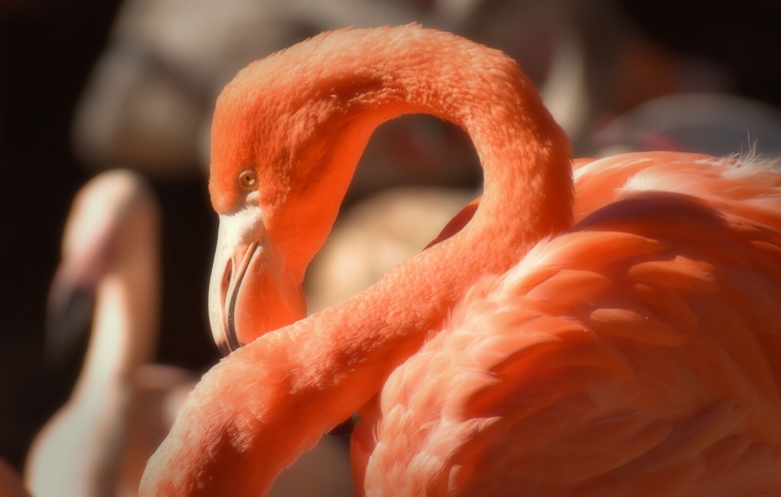 Nikon D7200 sample photo. Flamingo, bird, colorful photography