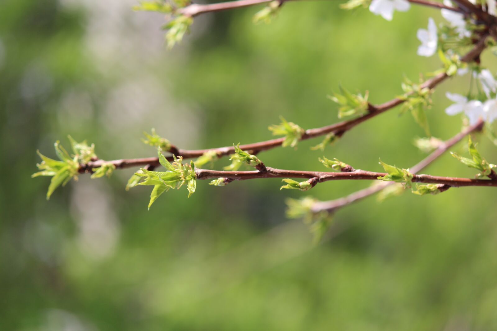 Canon EOS 600D (Rebel EOS T3i / EOS Kiss X5) sample photo. Outdoors, no one, nature photography