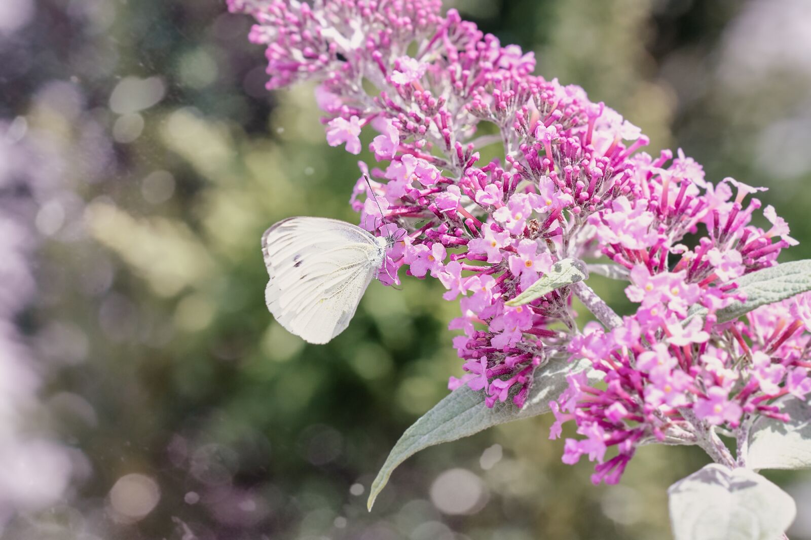 Nikon D7100 sample photo. Large cabbage white ling photography