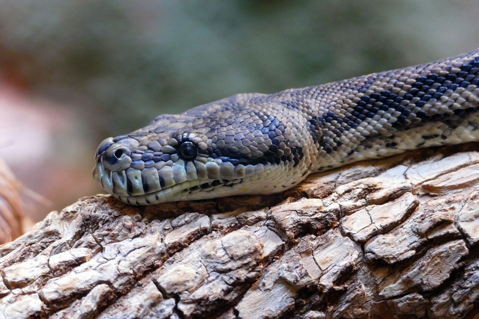 Panasonic Lumix DMC-FZ1000 sample photo. Snake, reptile, nature photography