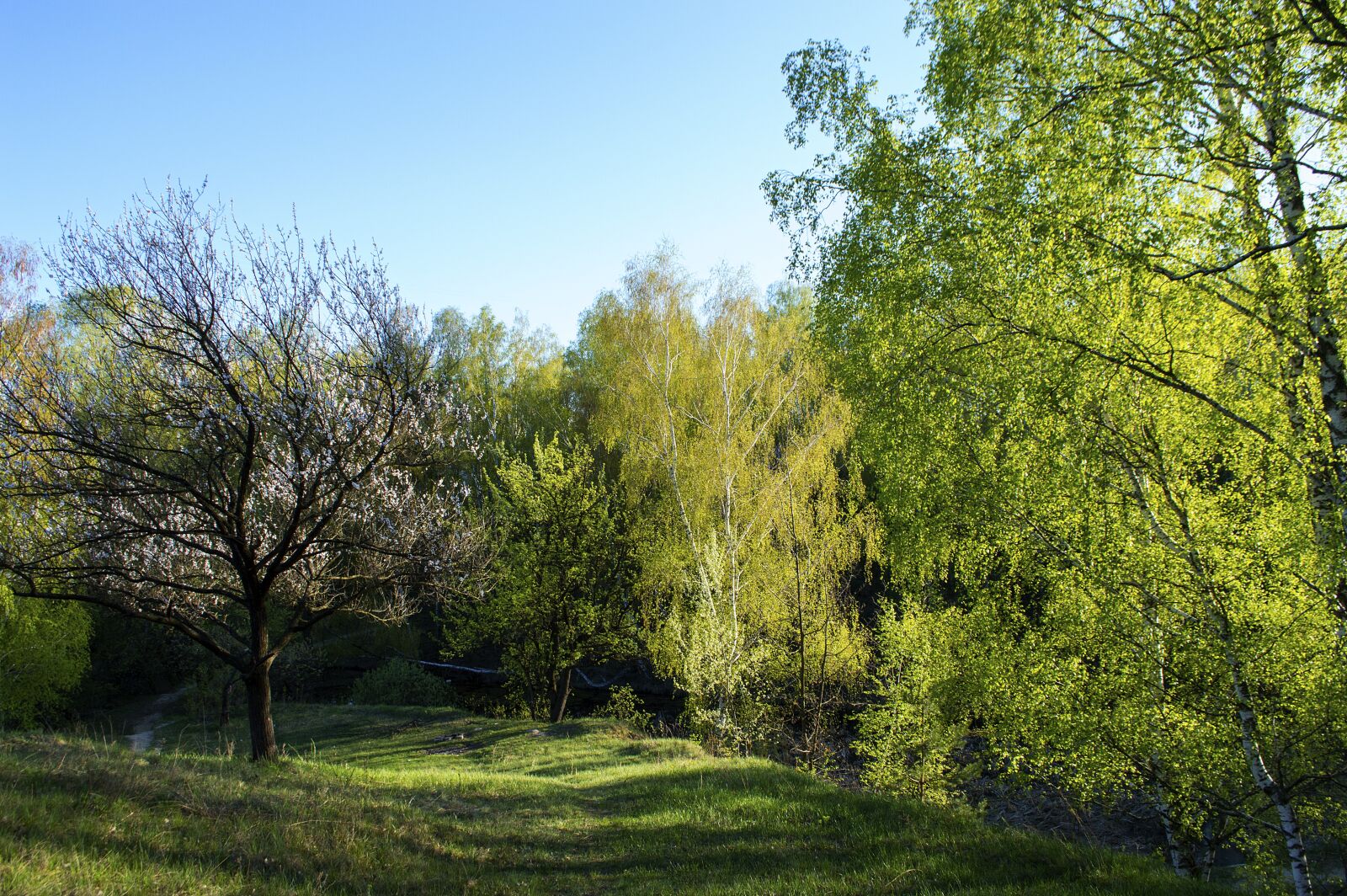 Nikon D3200 sample photo. Forest, spring, forests photography