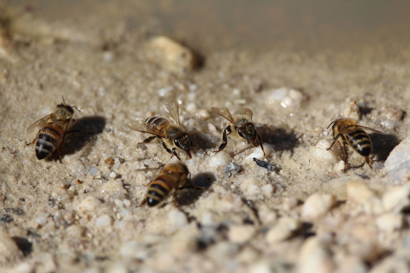 Canon EOS 1200D (EOS Rebel T5 / EOS Kiss X70 / EOS Hi) sample photo. Bees, bee, honey photography