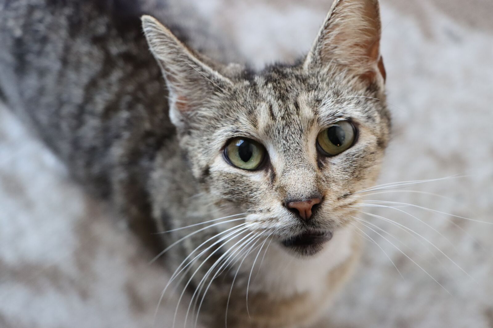 Canon EF-S 18-135mm F3.5-5.6 IS USM sample photo. Cat, grey, meow photography