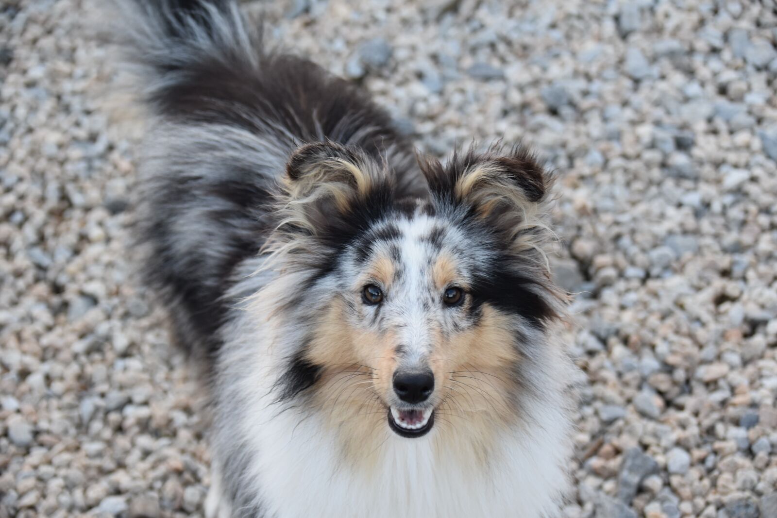 Nikon D5600 sample photo. Dog, bitch shetland sheepdog photography