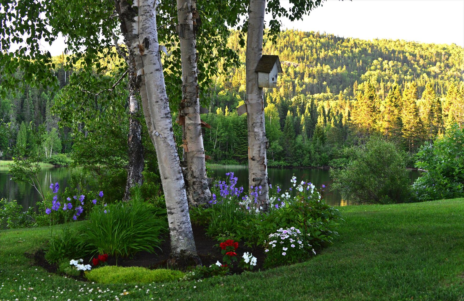 Nikon D610 sample photo. Birch, flowers, nature photography