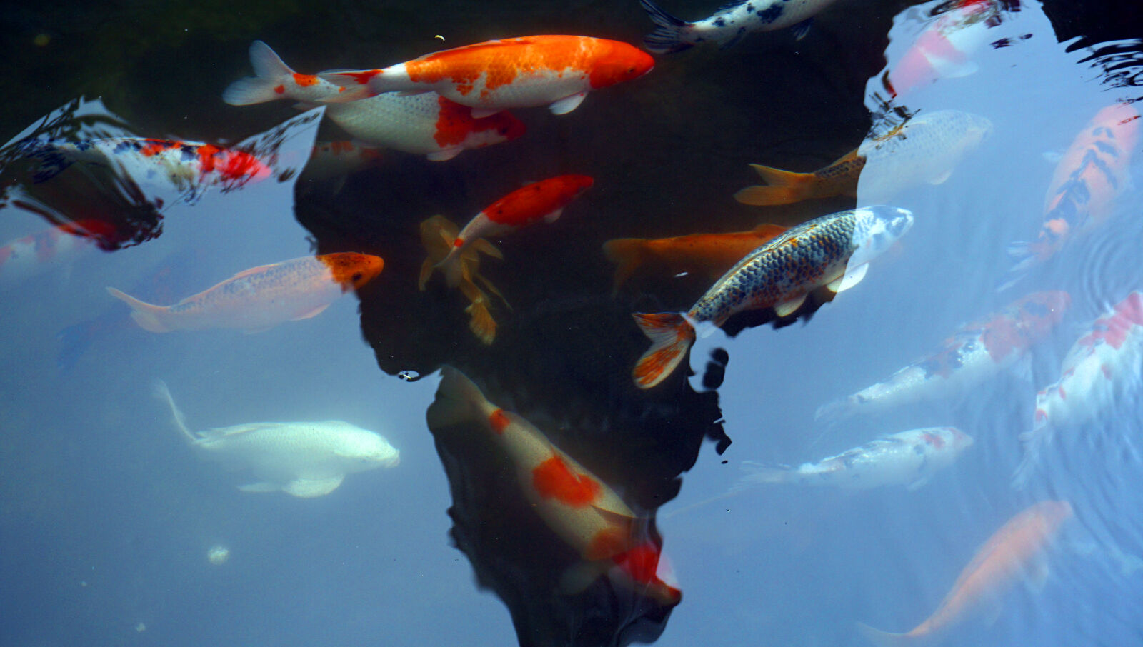 Sony a6000 sample photo. Koi, fishes photography