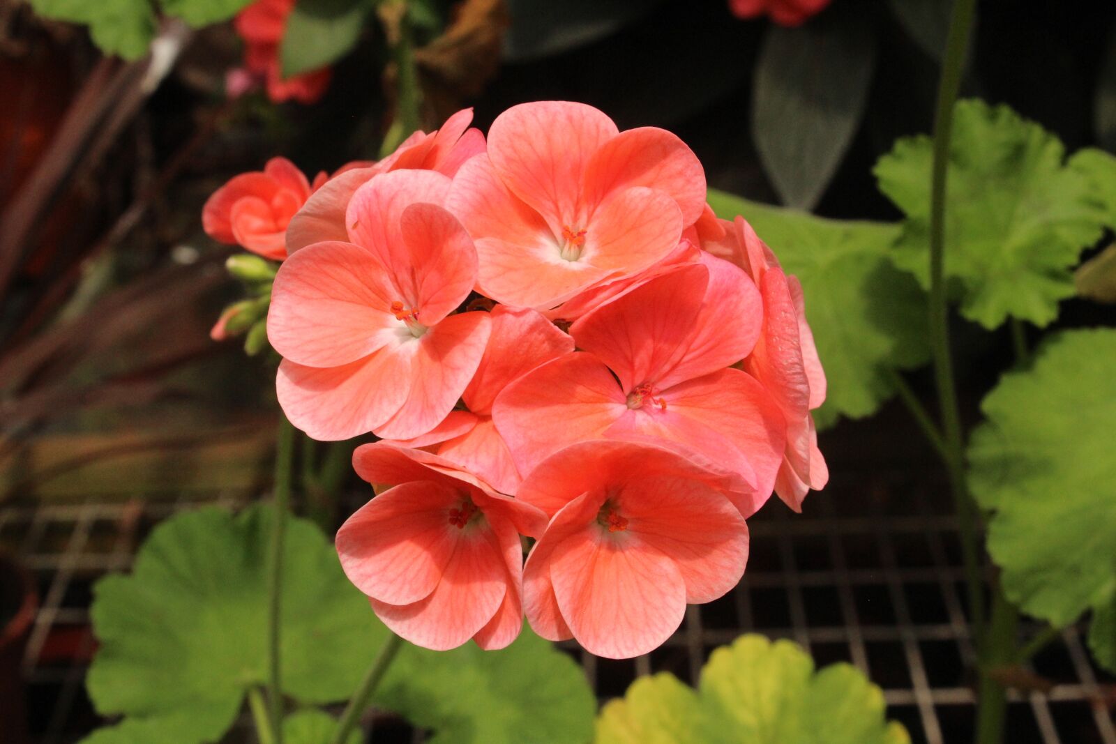 Canon EF-S 18-55mm F3.5-5.6 IS sample photo. Flora, floral, nature photography