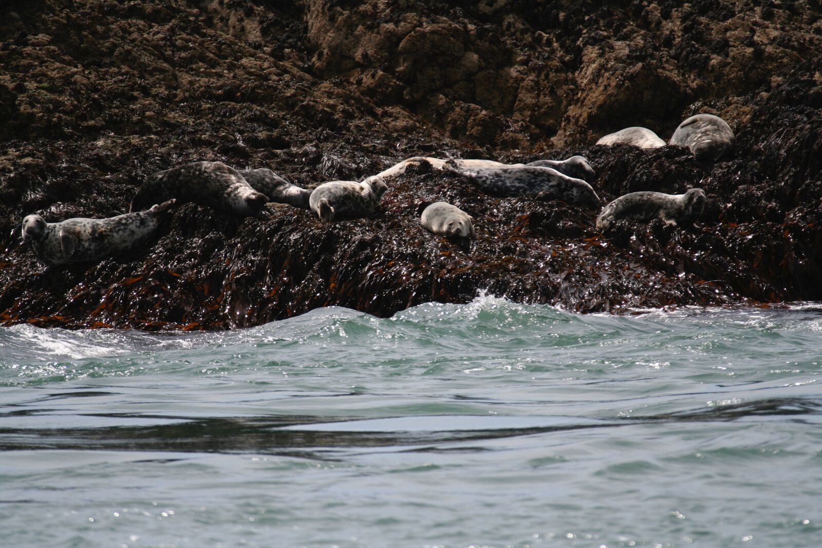 Canon EOS 350D (EOS Digital Rebel XT / EOS Kiss Digital N) sample photo. Seals, sea, rocks photography