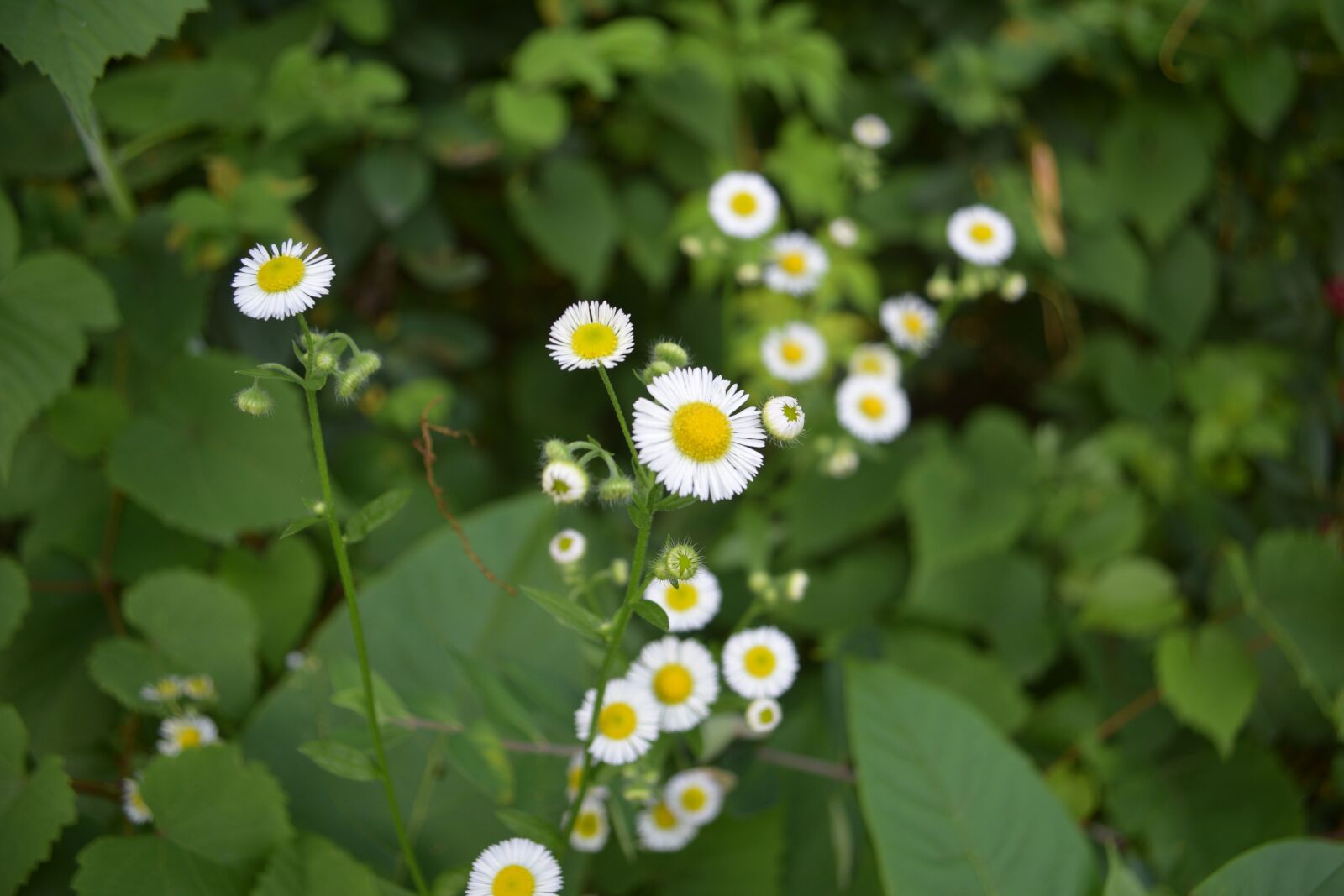 Nikon D3300 sample photo. Flower, white and yellow photography