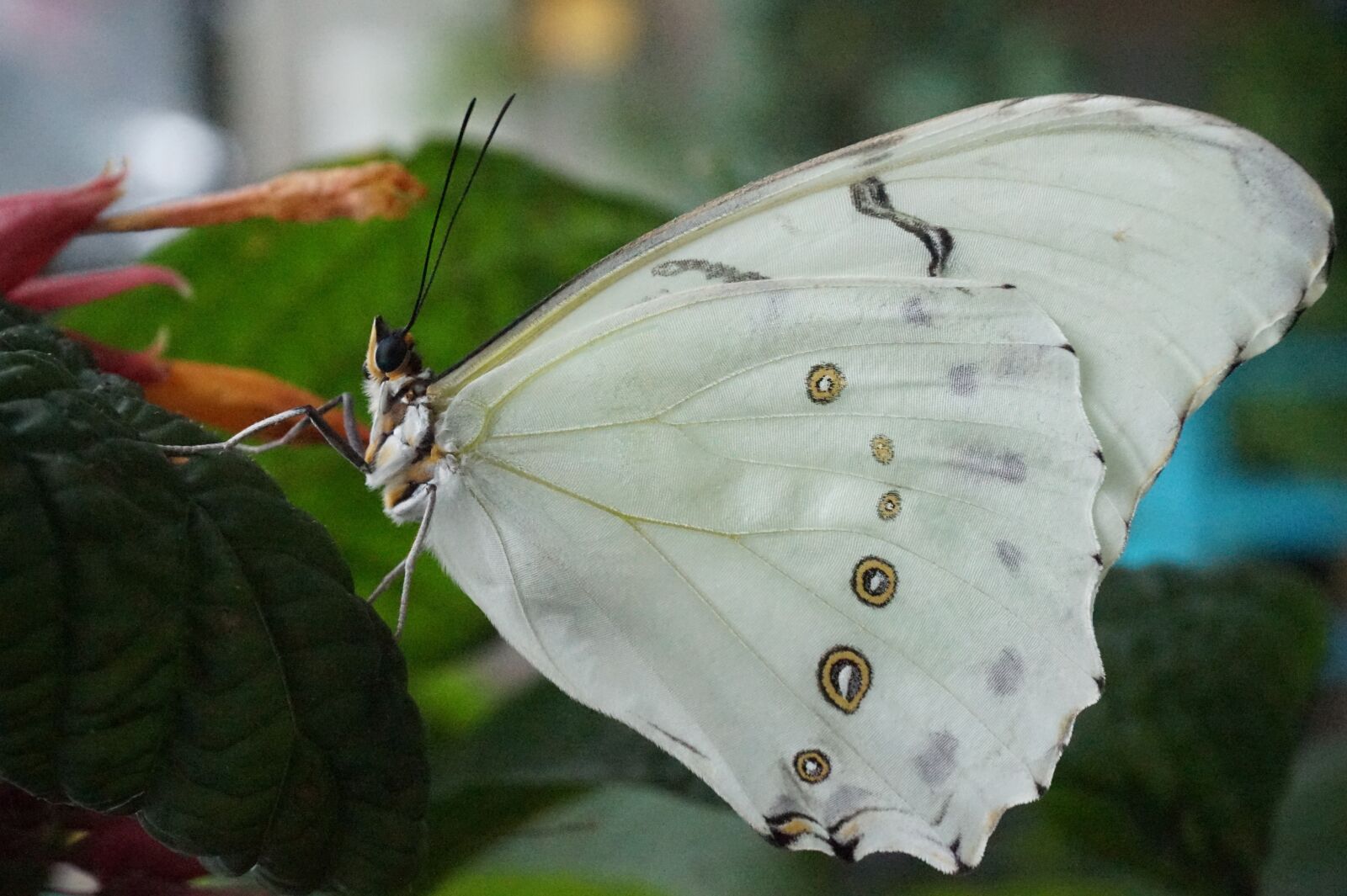 Sony Alpha a5000 (ILCE 5000) sample photo. Butterfly, nature, insect photography