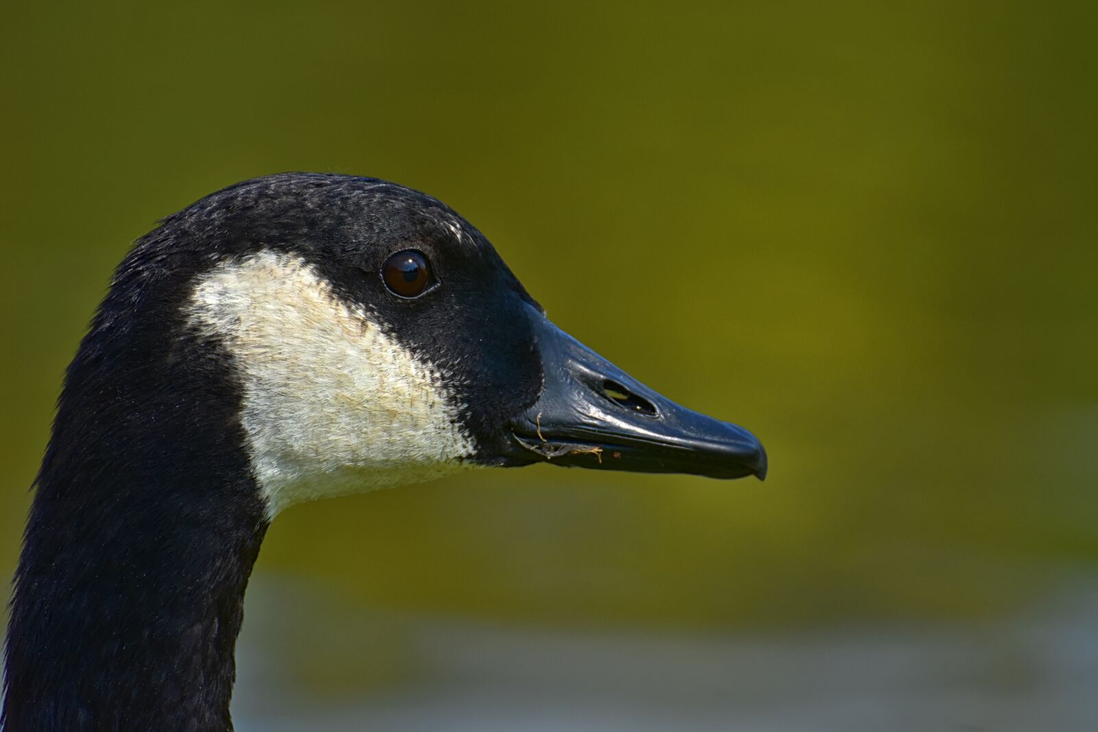Nikon D7200 sample photo. Canada goose, branta canadensis photography