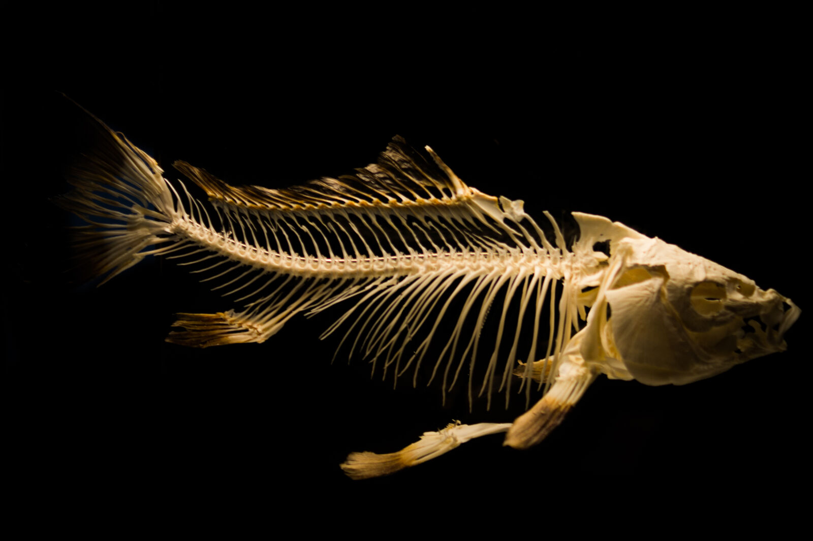 Sony SLT-A58 + Sony DT 35mm F1.8 SAM sample photo. Skeleton, fish, museum, fish photography