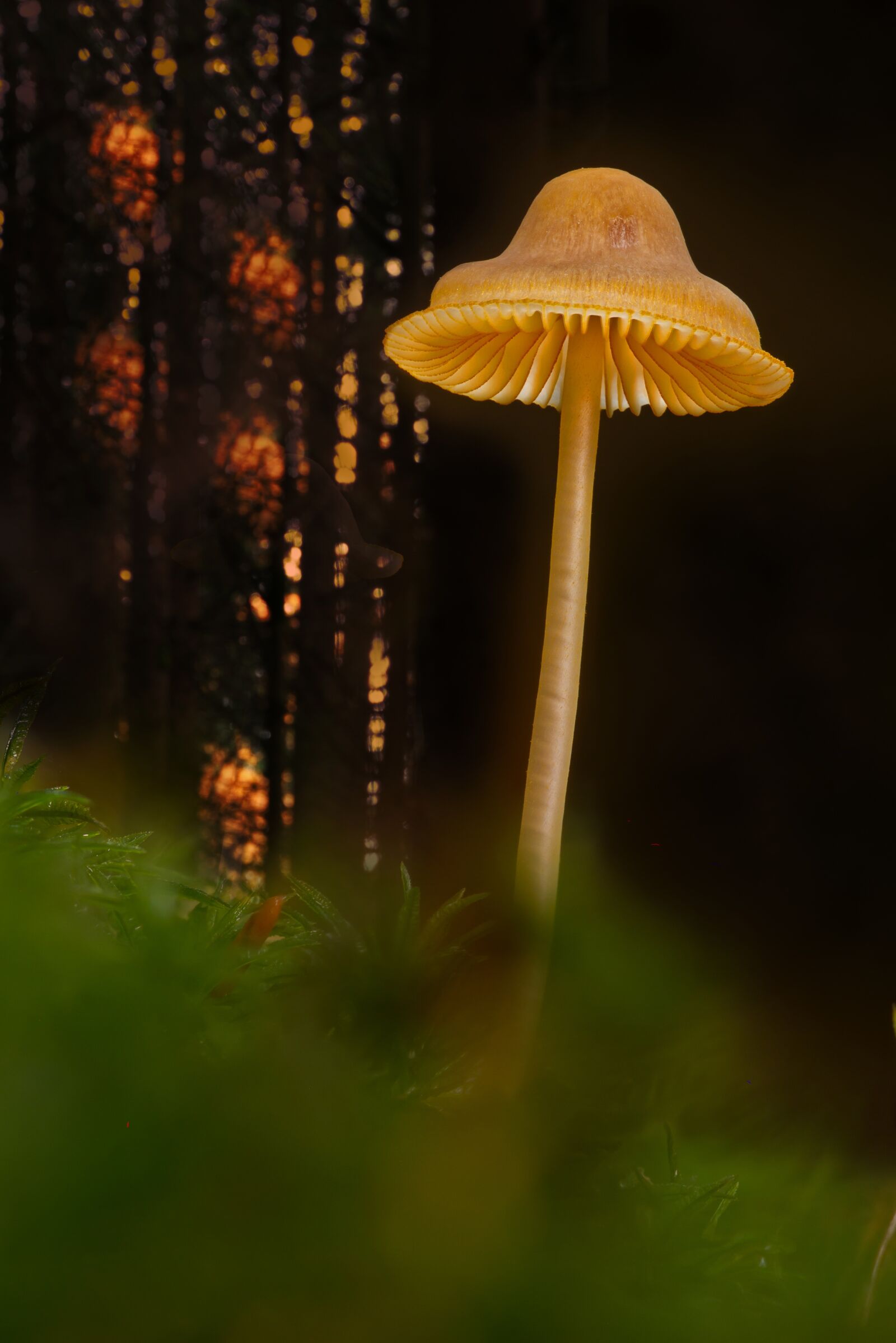 Canon EOS 7D sample photo. Mushroom, small mushroom, sponge photography