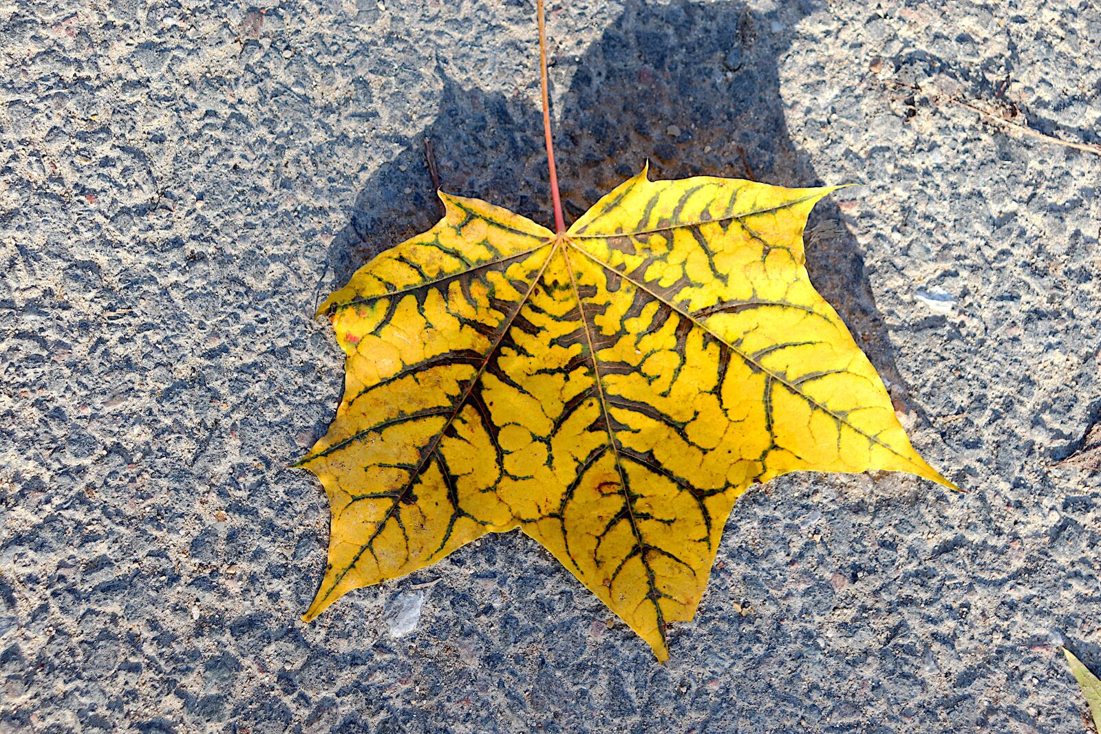 Canon EOS 800D (EOS Rebel T7i / EOS Kiss X9i) sample photo. Autumn leaves, fall colors photography