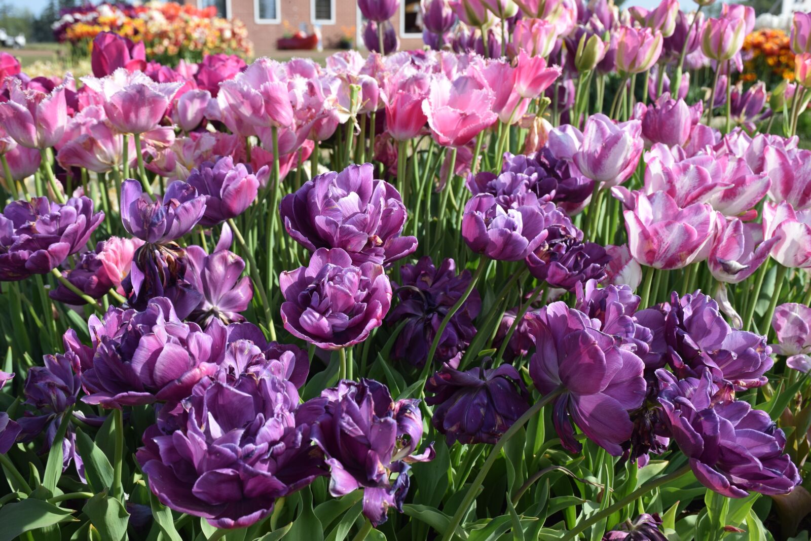 Nikon D5300 sample photo. Flowers, blossoms, spring photography