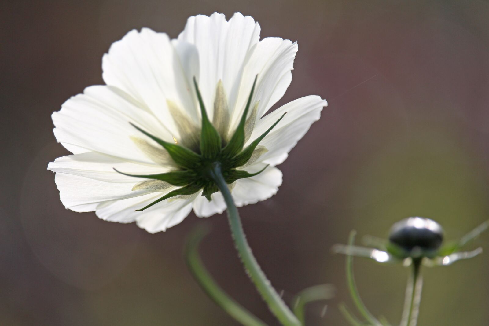 Canon EF-S 55-250mm F4-5.6 IS STM sample photo. Cosmos, white beauty, cosmea photography