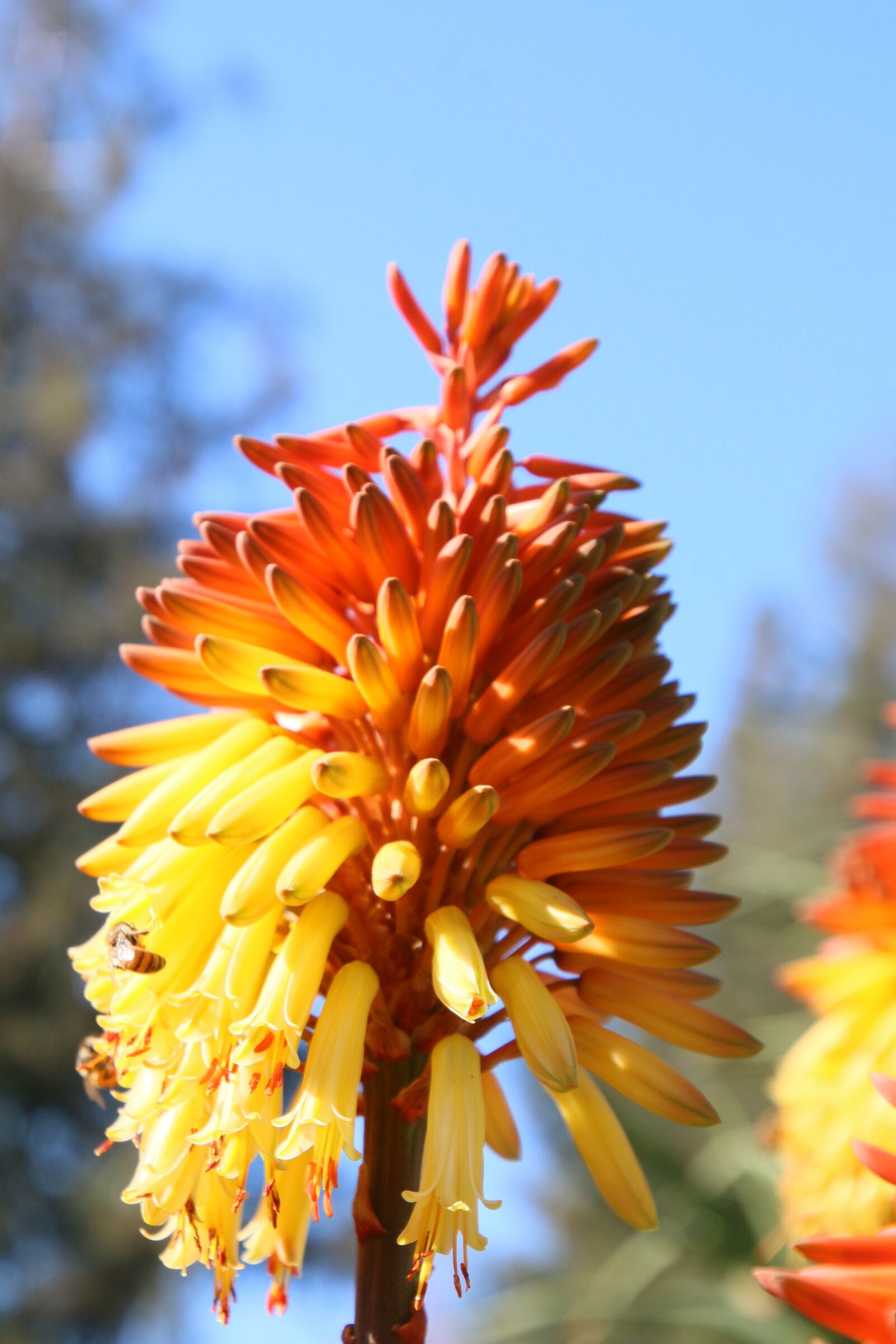 Canon EOS 70D sample photo. Nature, flower, flora photography