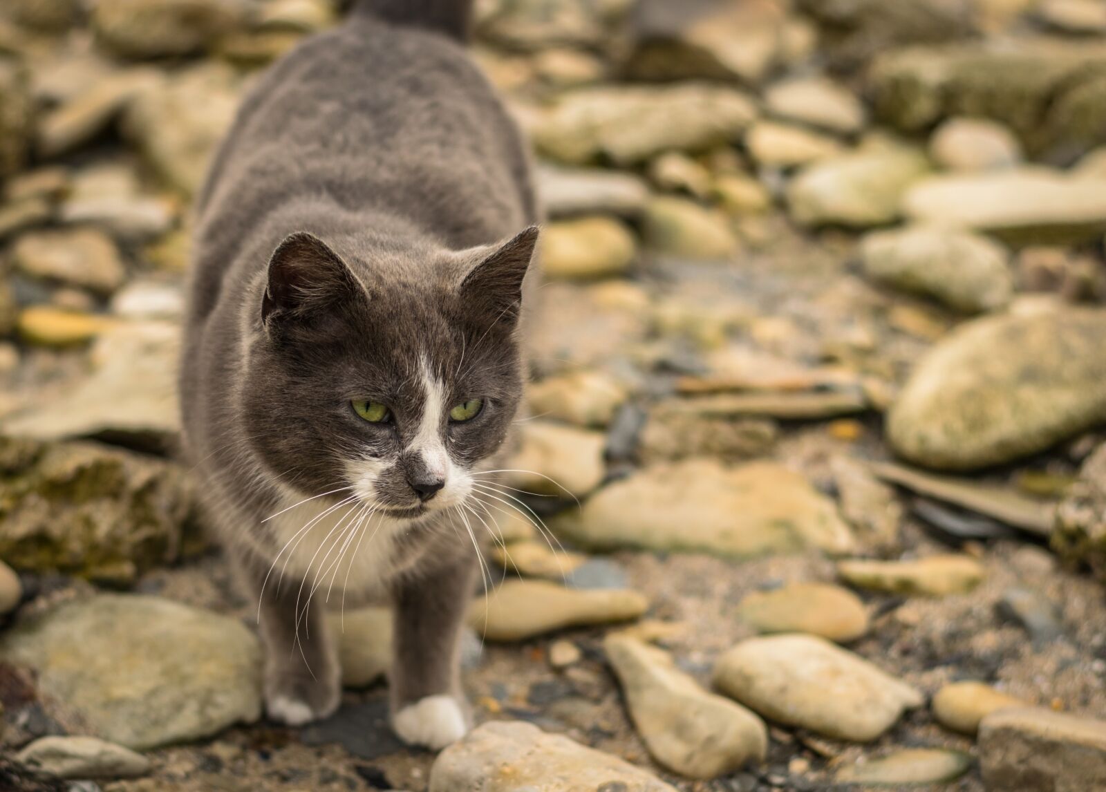 Nikon D3300 sample photo. Cat, animal, portrait photography