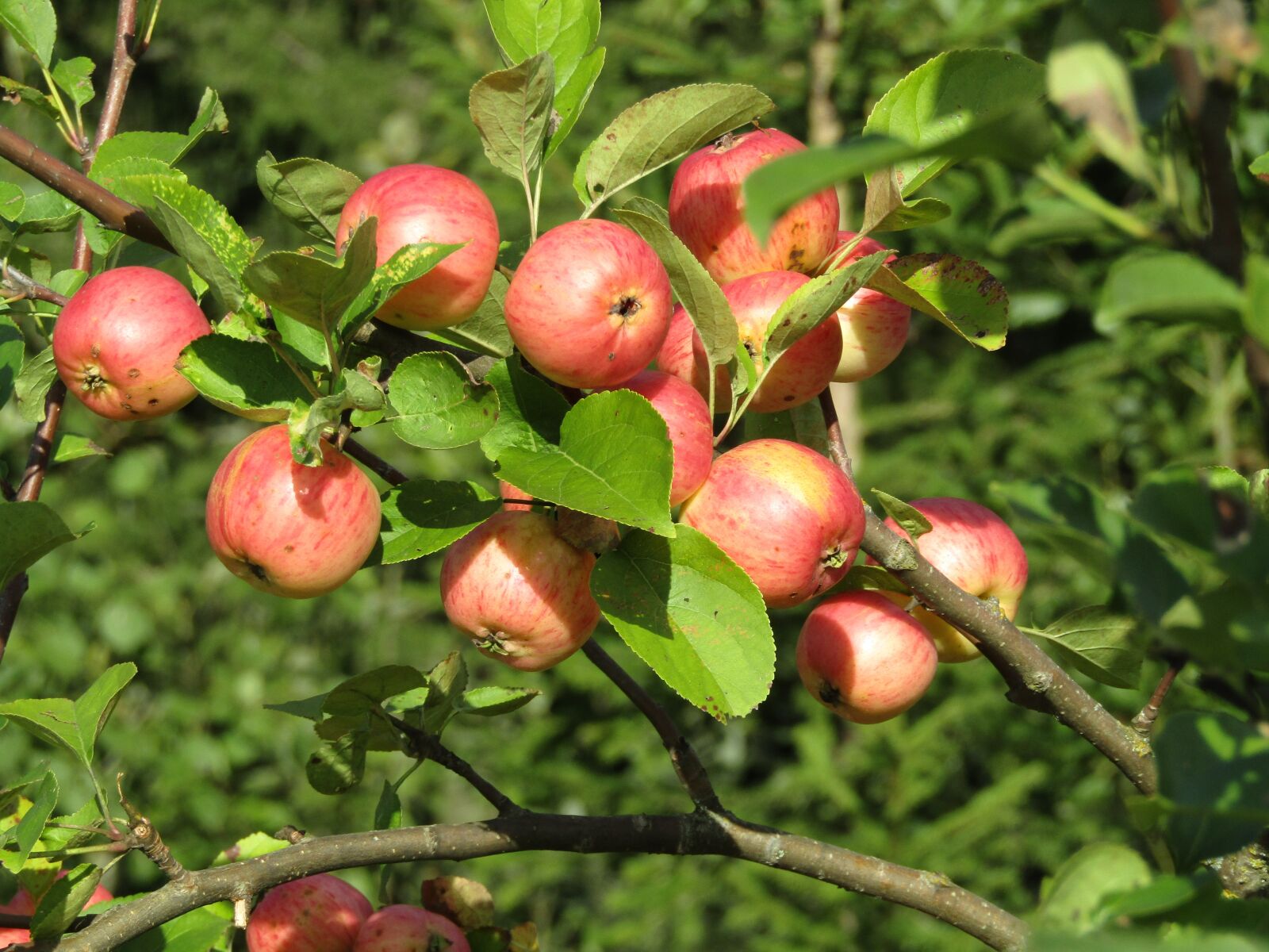 Canon PowerShot SX410 IS sample photo. Apple orchard, apple, fruit photography