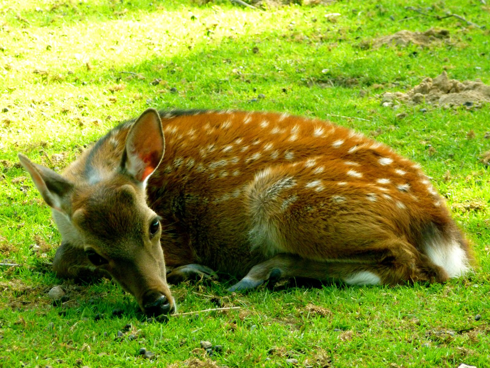 Panasonic DMC-FS37 sample photo. Sika deer, hirsch, fawn photography