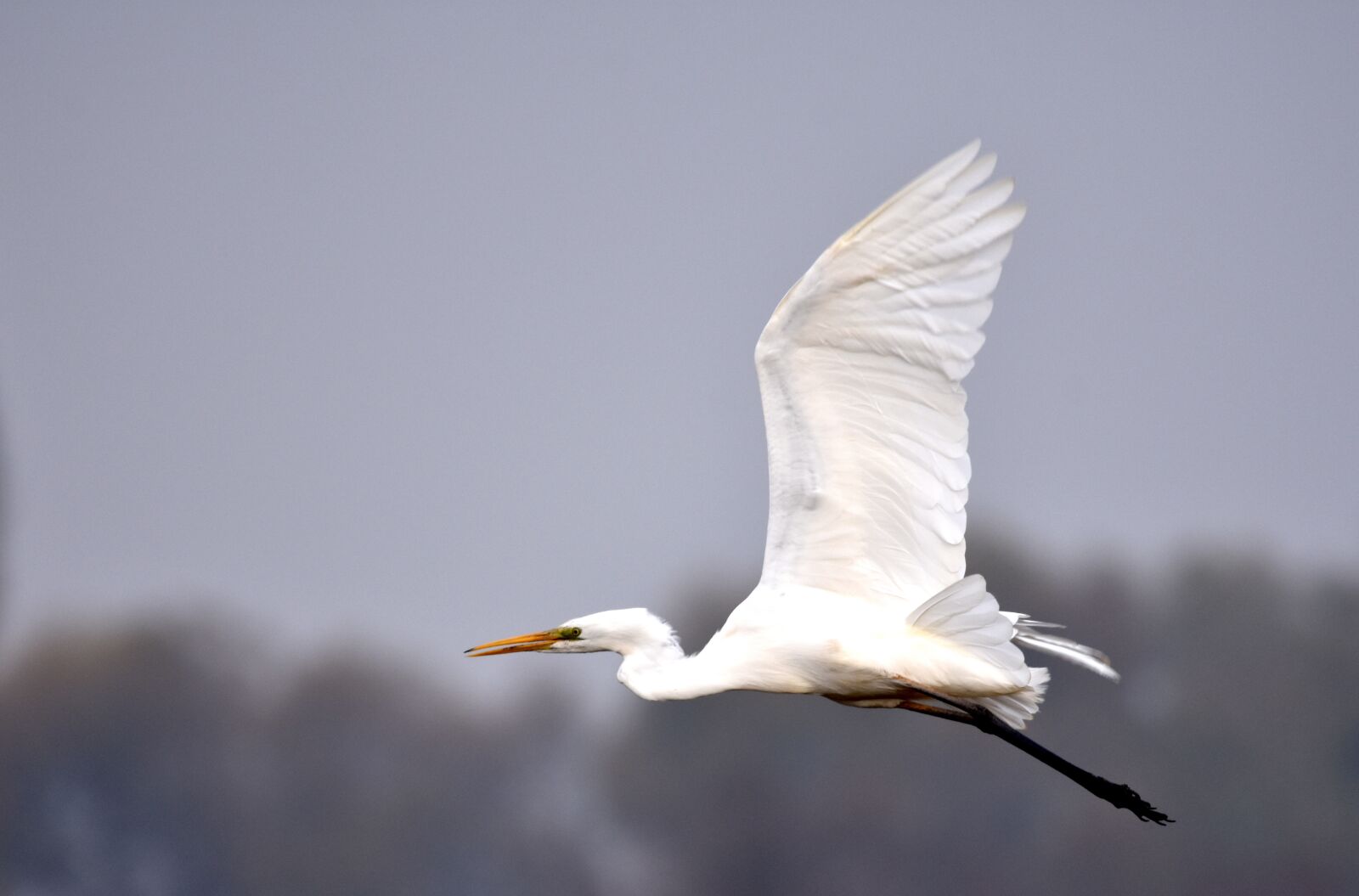 Nikon D7200 sample photo. Heron, bird, white photography