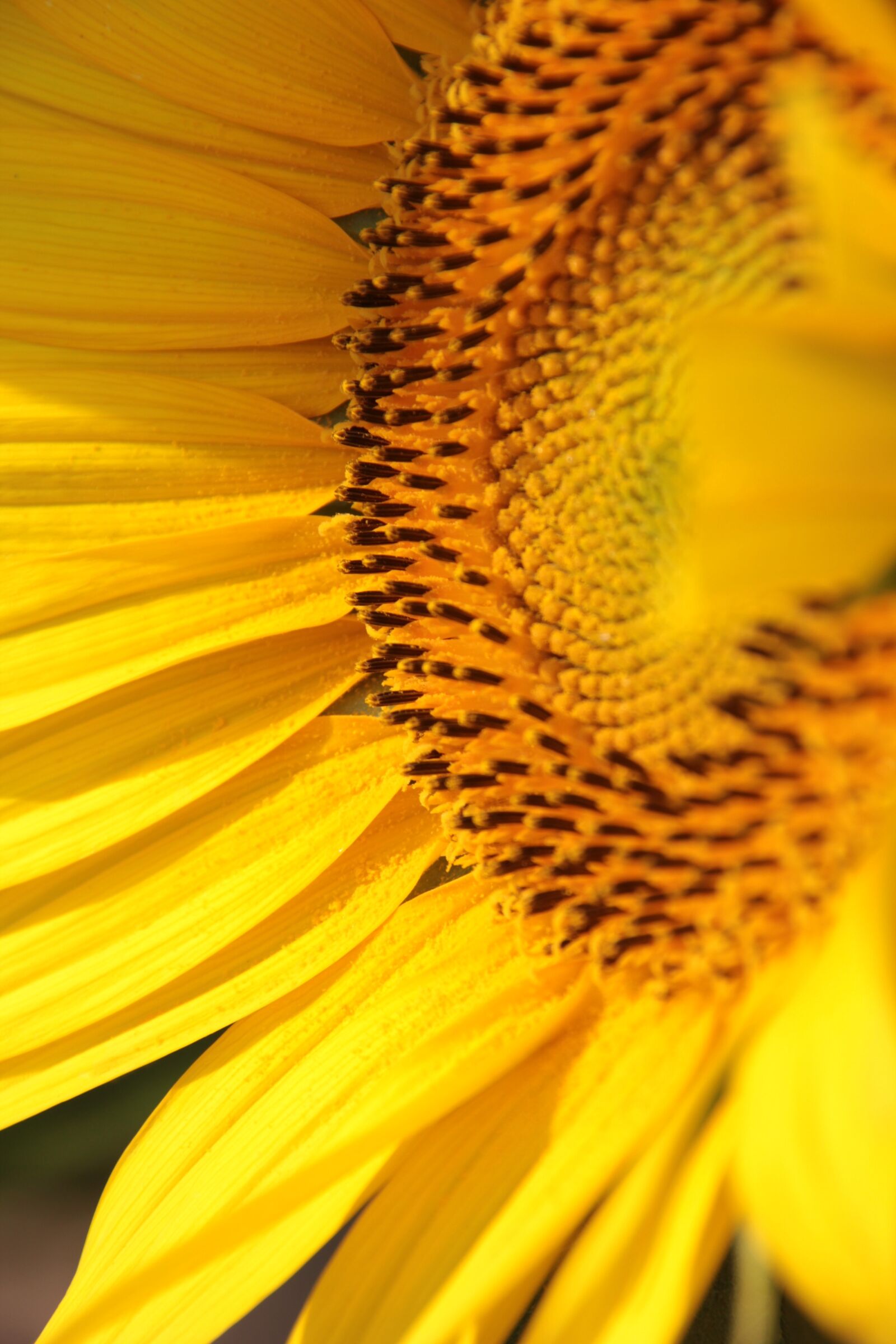 Canon EOS 600D (Rebel EOS T3i / EOS Kiss X5) sample photo. Nature, flower, plant photography