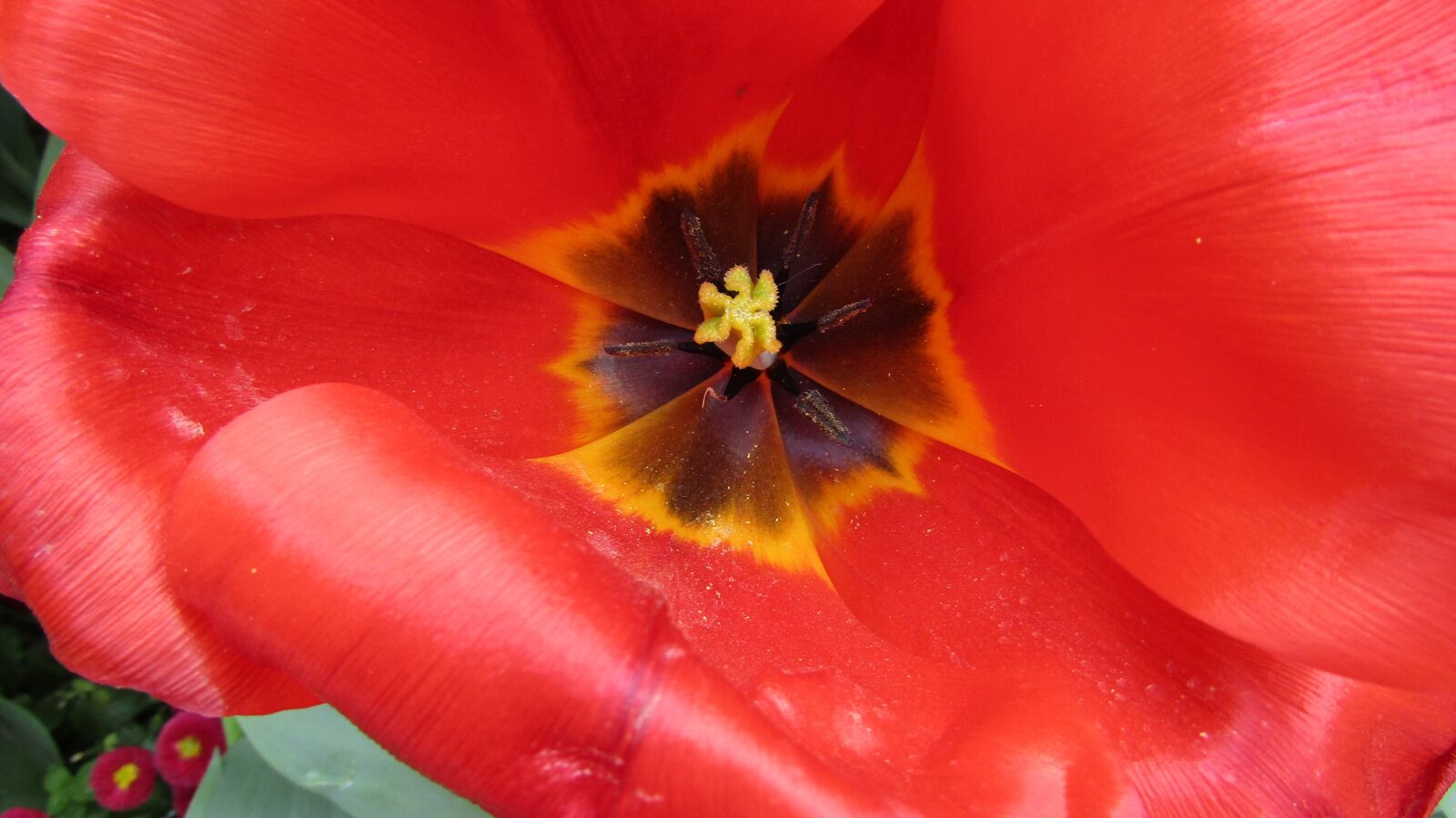 Canon PowerShot SX410 IS sample photo. Flower, tulip, red photography