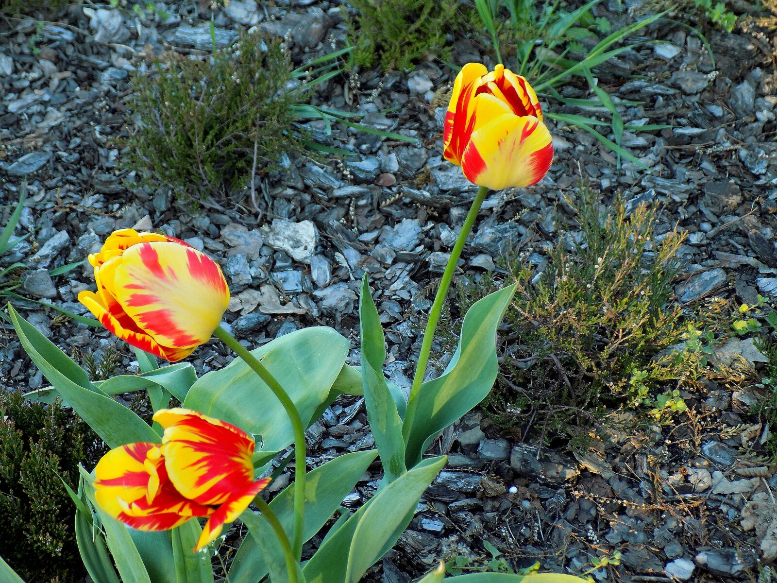 Nikon COOLPIX L330 sample photo. Flower, nature, tulip photography