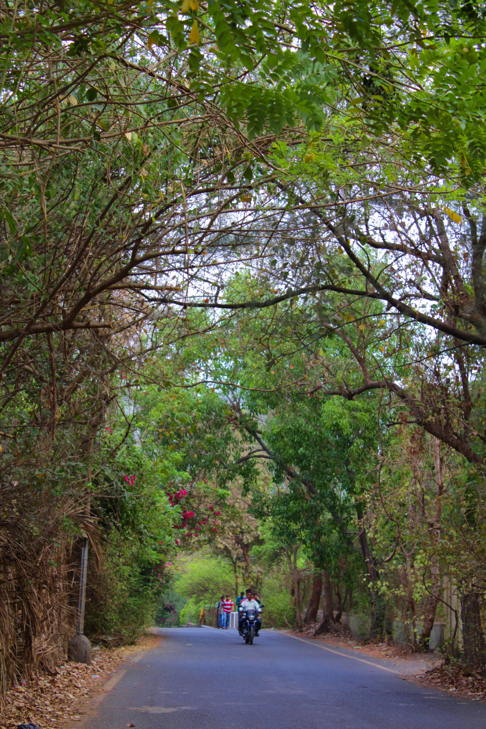 Canon EOS 1200D (EOS Rebel T5 / EOS Kiss X70 / EOS Hi) sample photo. Nature, street, trees photography