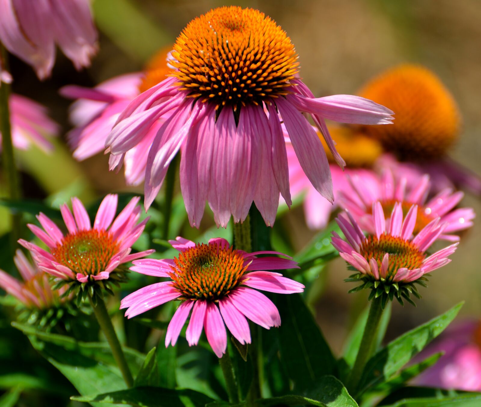 Nikon D7000 sample photo. Cone flowers, purple, floral photography