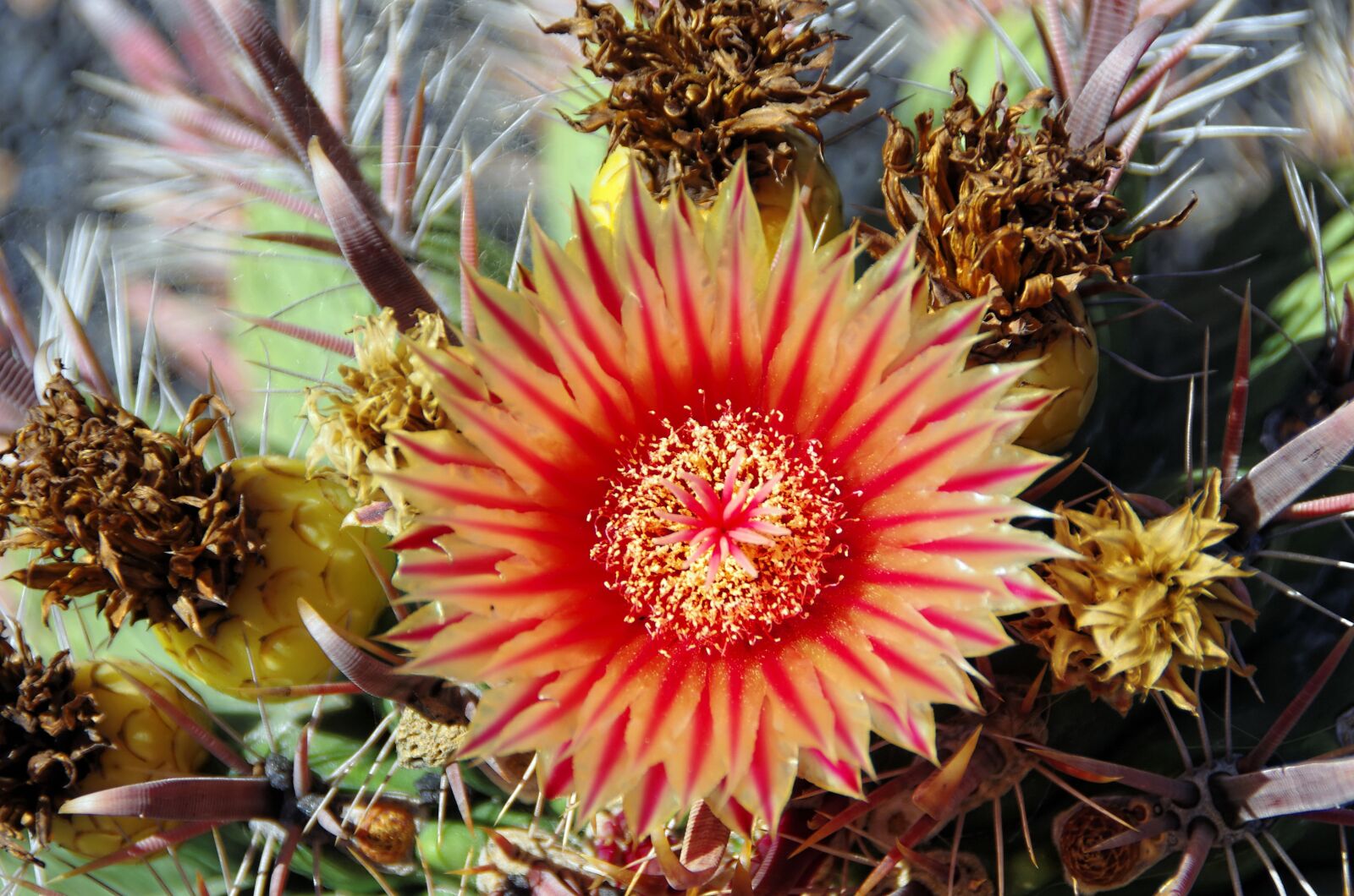 Pentax K-5 sample photo. Lanzarote, cactus, flower photography