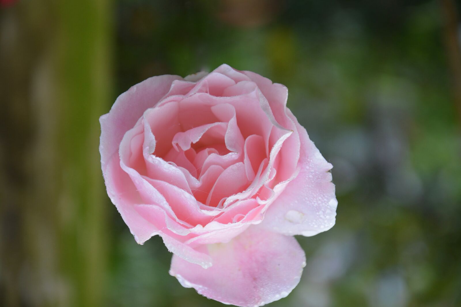 Nikon D5200 sample photo. Flower, pink, color pink photography