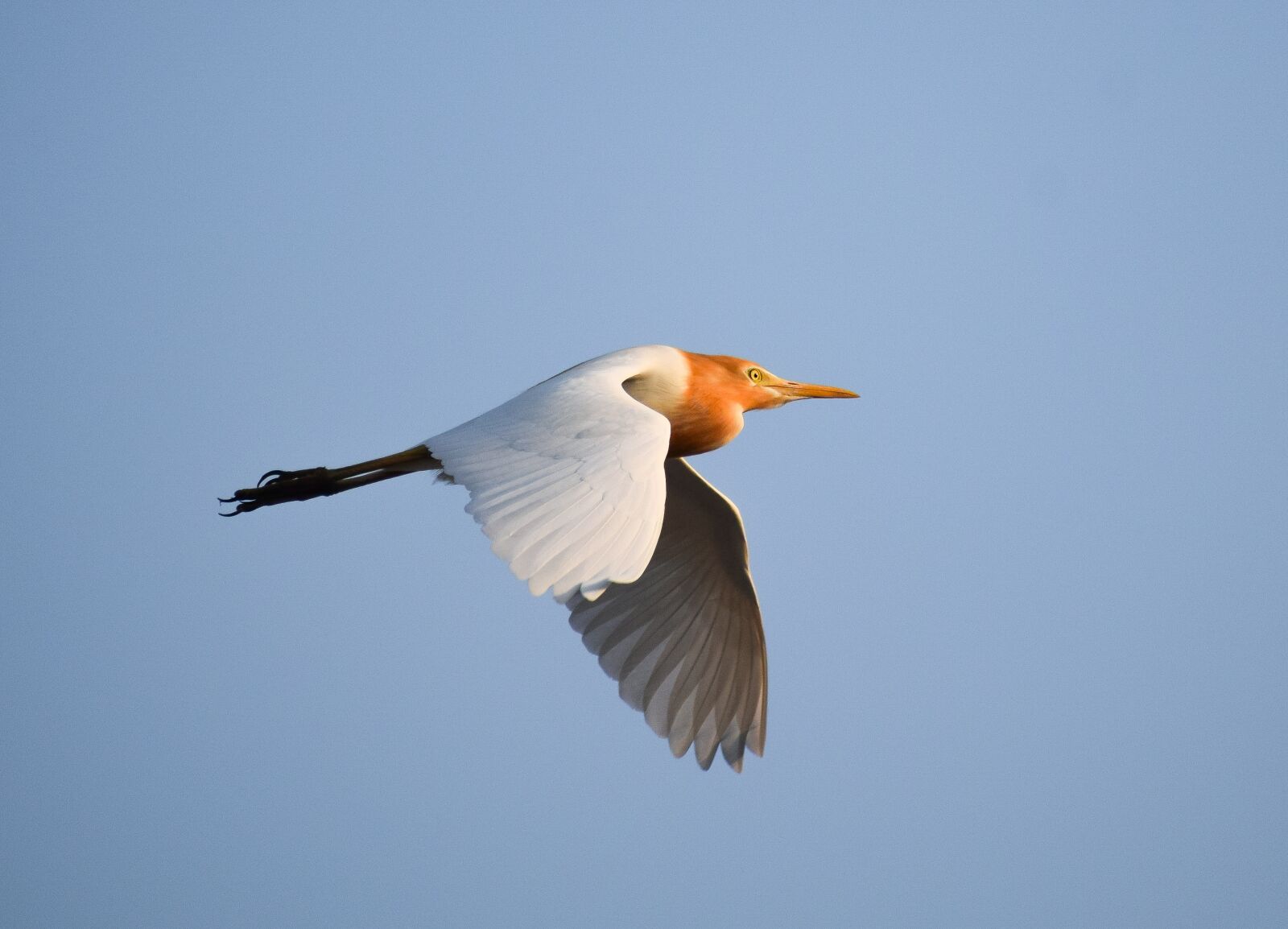 Nikon D3300 sample photo. Heron, bird, flying photography