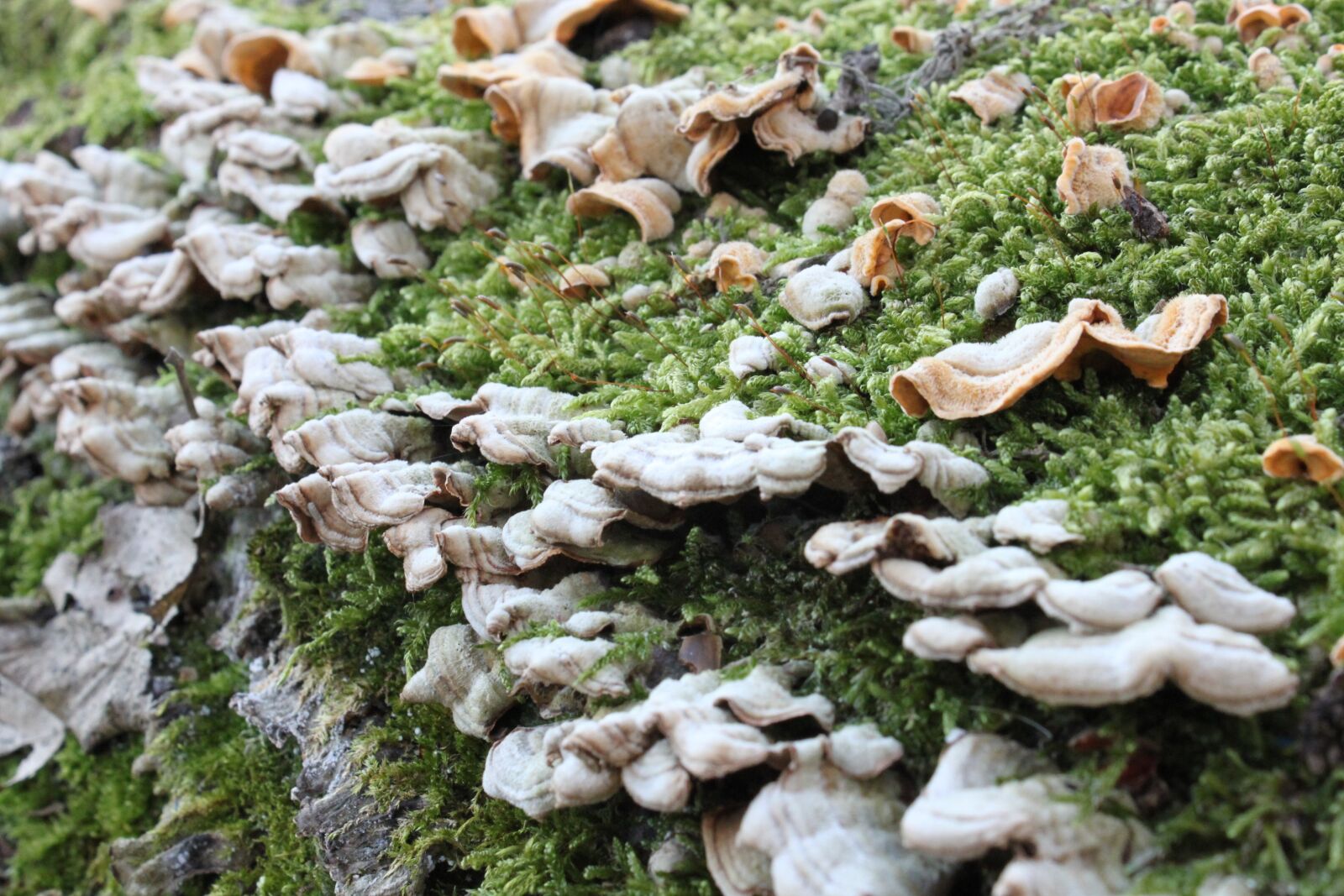 Canon EOS 500D (EOS Rebel T1i / EOS Kiss X3) sample photo. Bracket, fungi, fungus photography
