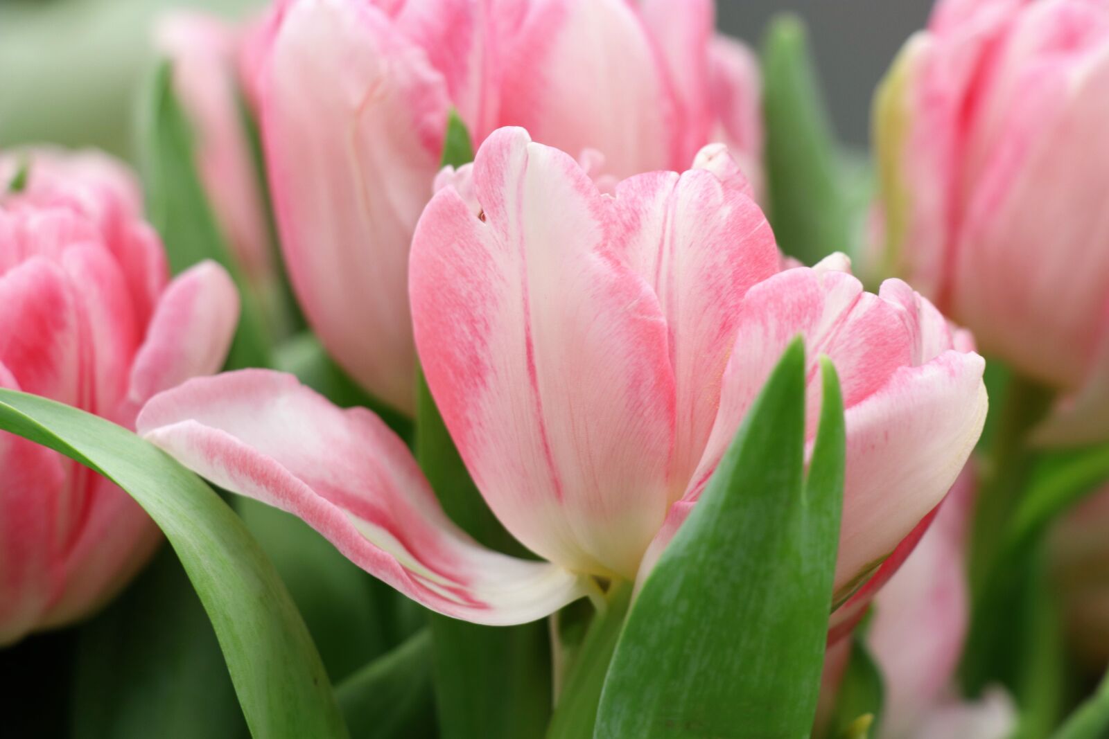 Canon EOS 77D (EOS 9000D / EOS 770D) sample photo. Tulips, tulip, spring photography