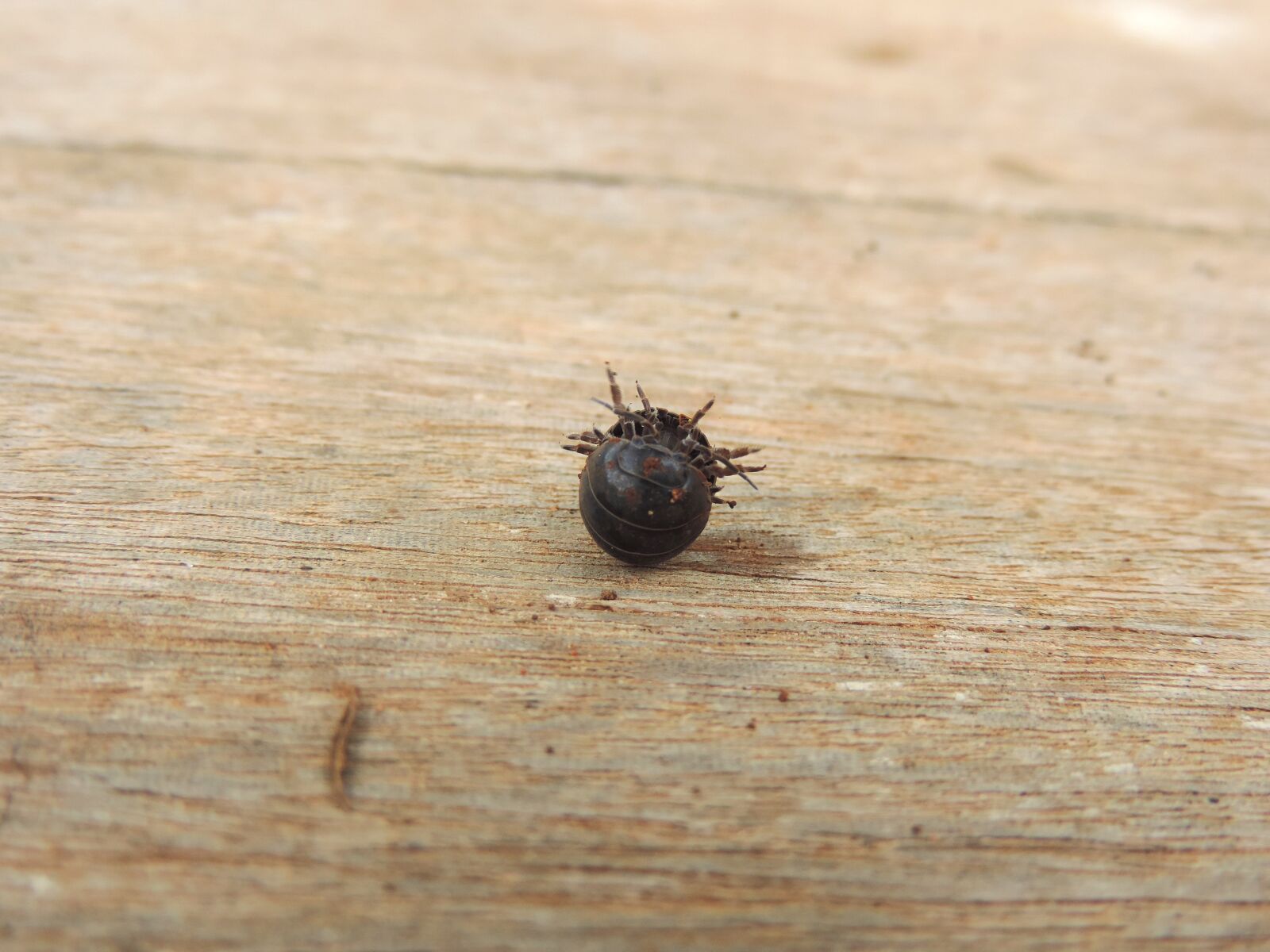 Nikon Coolpix P520 sample photo. Armadillo, wood, insect photography