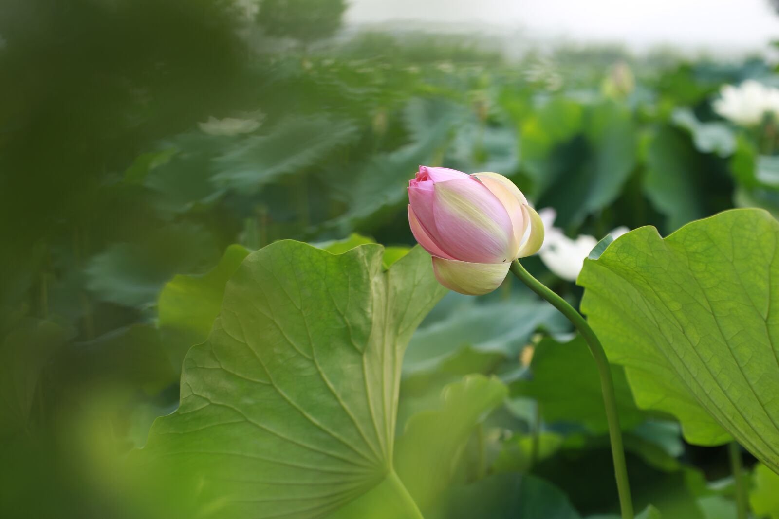 Canon EOS 6D + Canon EF 50mm F1.4 USM sample photo. Kite, lotus, water lilies photography
