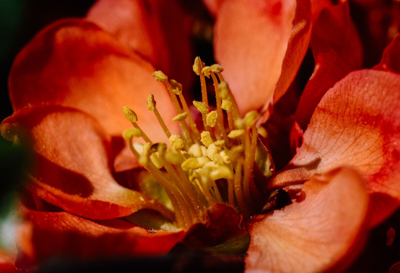 Nikon D610 sample photo. Blossom, bloom, plant photography
