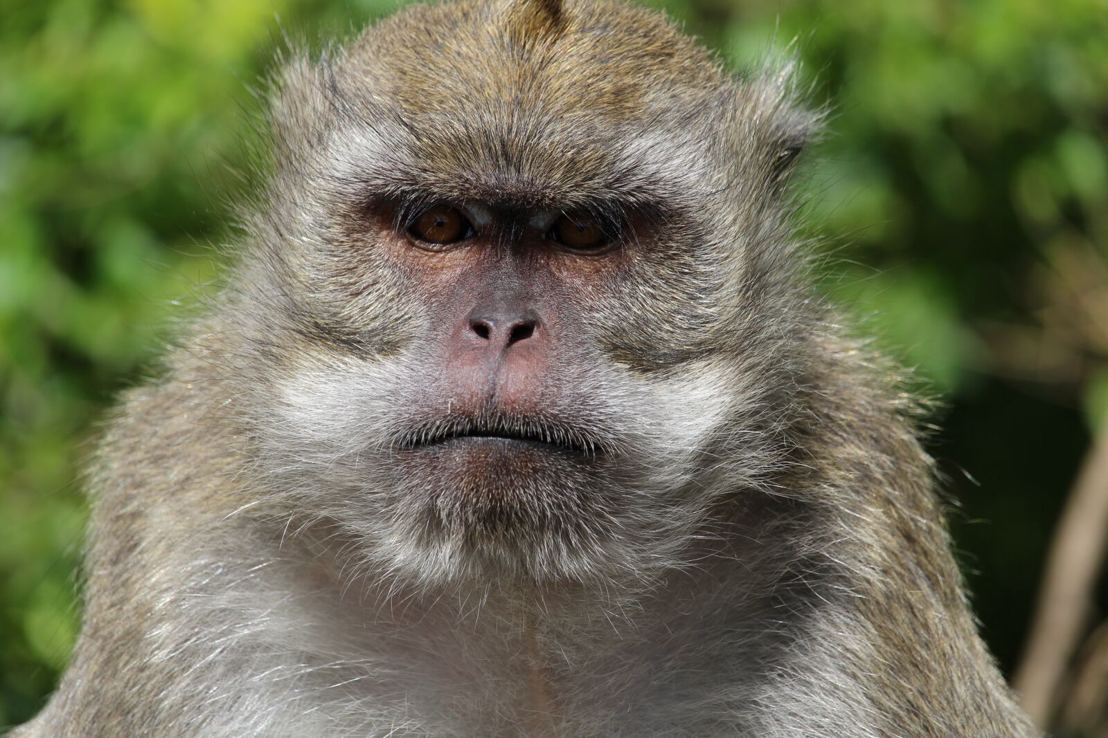 Canon EOS 1200D (EOS Rebel T5 / EOS Kiss X70 / EOS Hi) sample photo. Monkey, mauritius, face photography