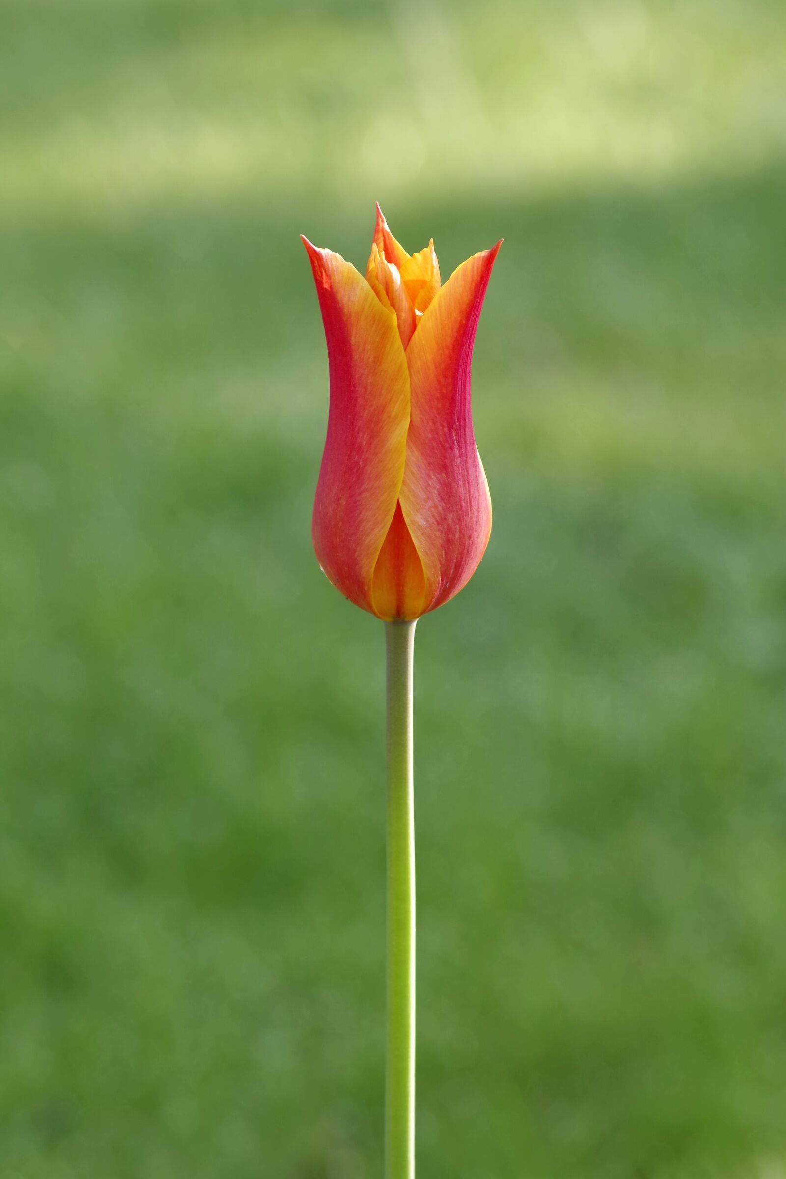 Pentax K-S2 sample photo. Tulip, orange, tiny photography
