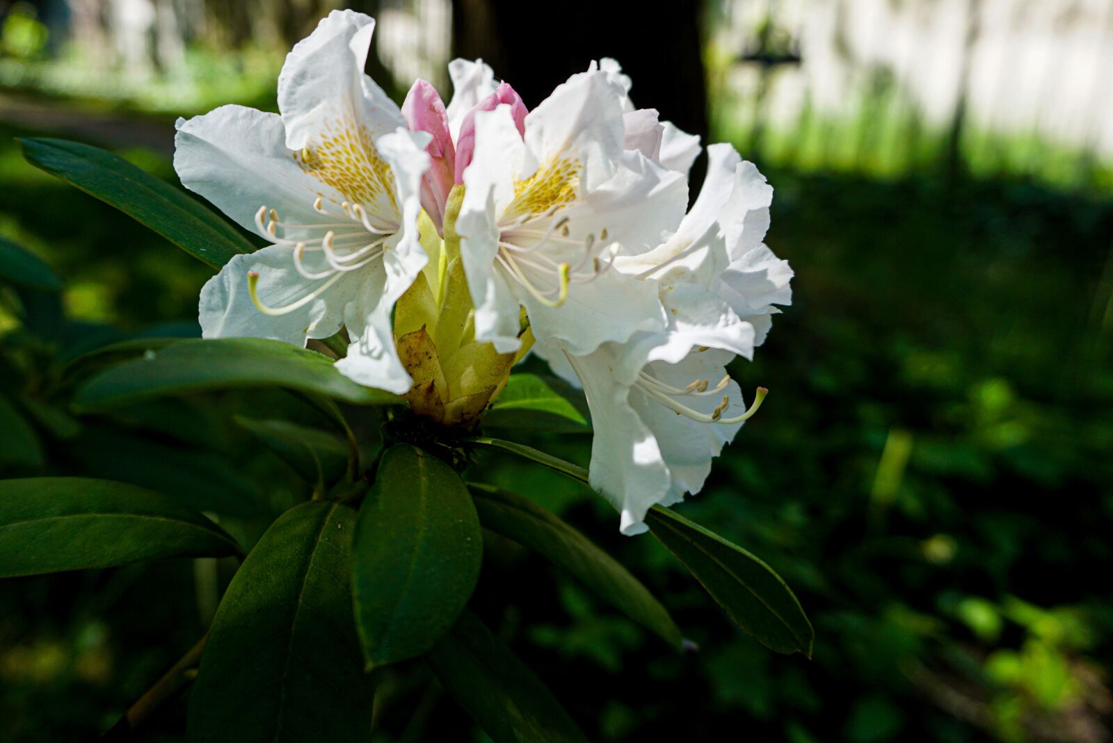 Sony a5100 + Sony E 16-50mm F3.5-5.6 PZ OSS sample photo. Rhododendron flower, spring, bush photography