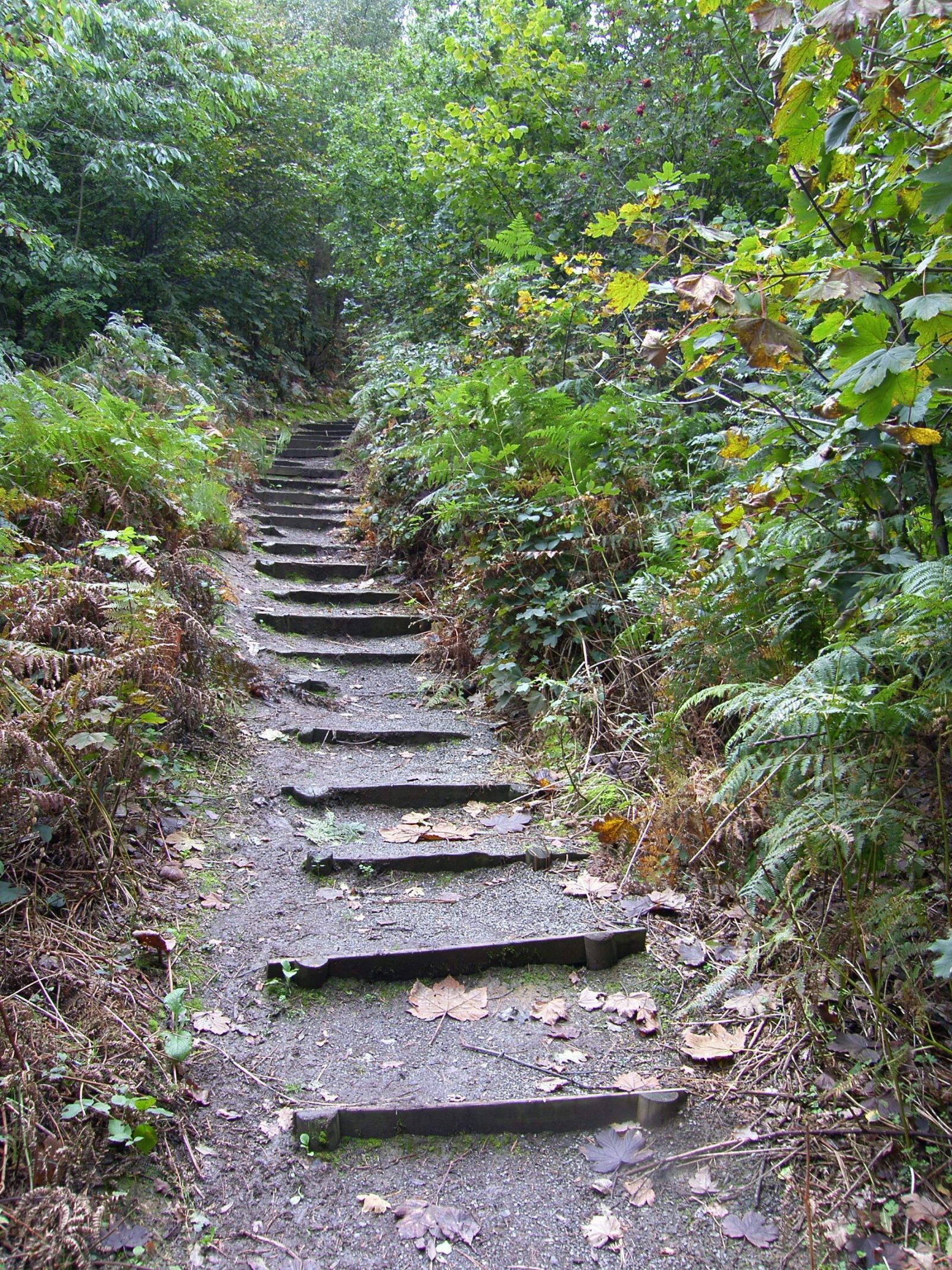 Samsung Pro 815 sample photo. Steps, woods, nature photography
