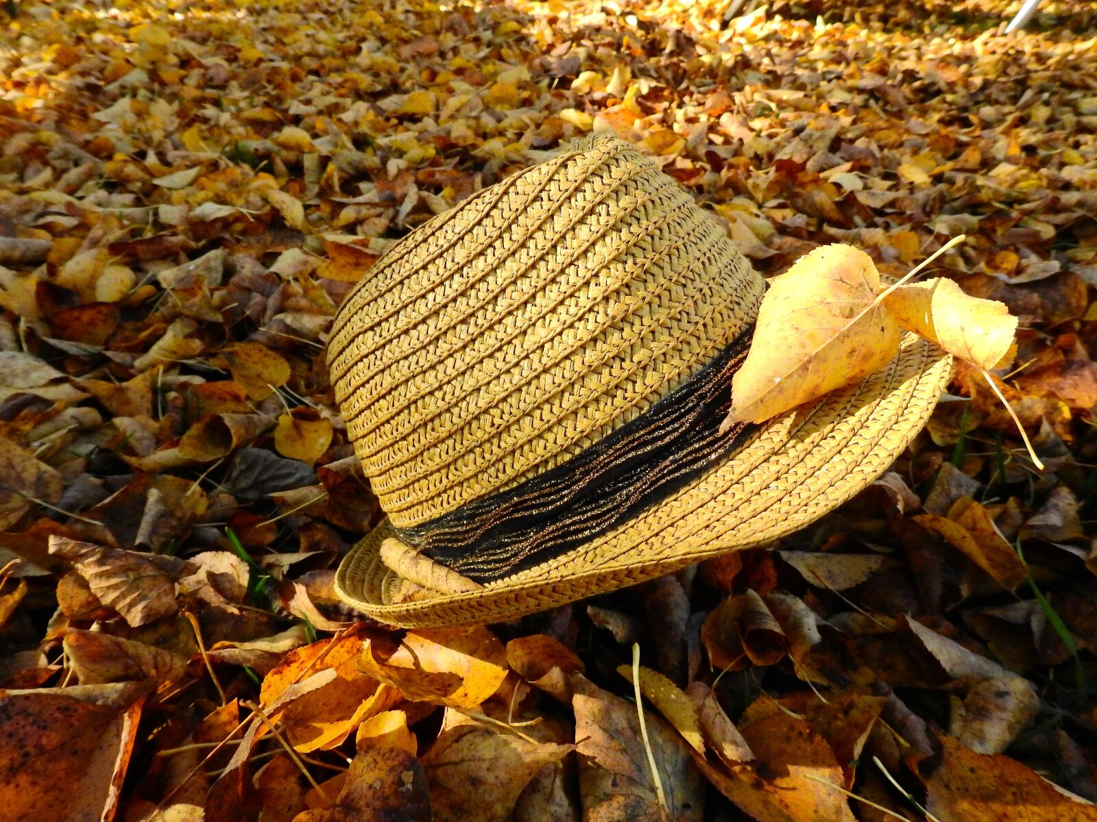 Nikon Coolpix P900 sample photo. Autumn, leaves, wet photography